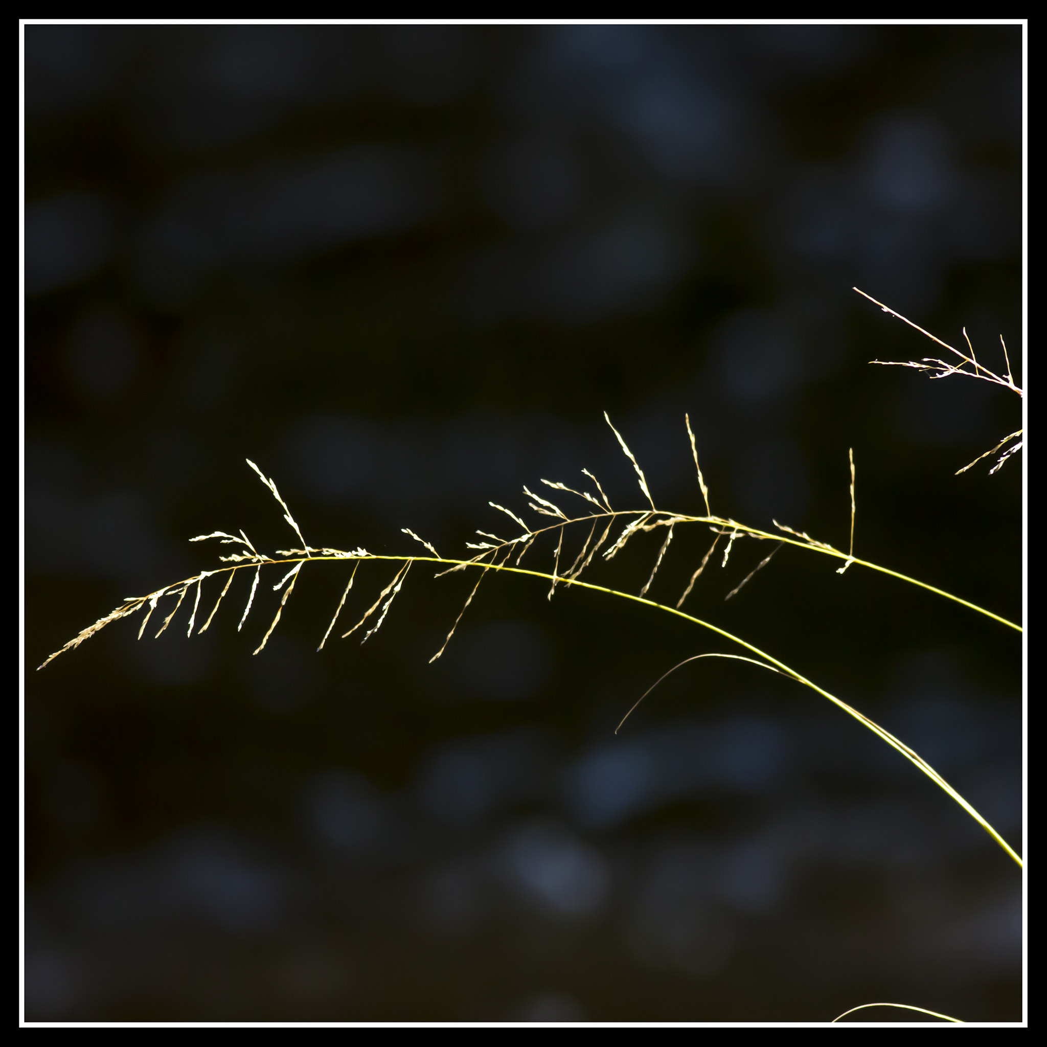 Canon EOS 700D (EOS Rebel T5i / EOS Kiss X7i) + Canon EF 400mm F5.6L USM sample photo. Abercrombie grasses with border photography