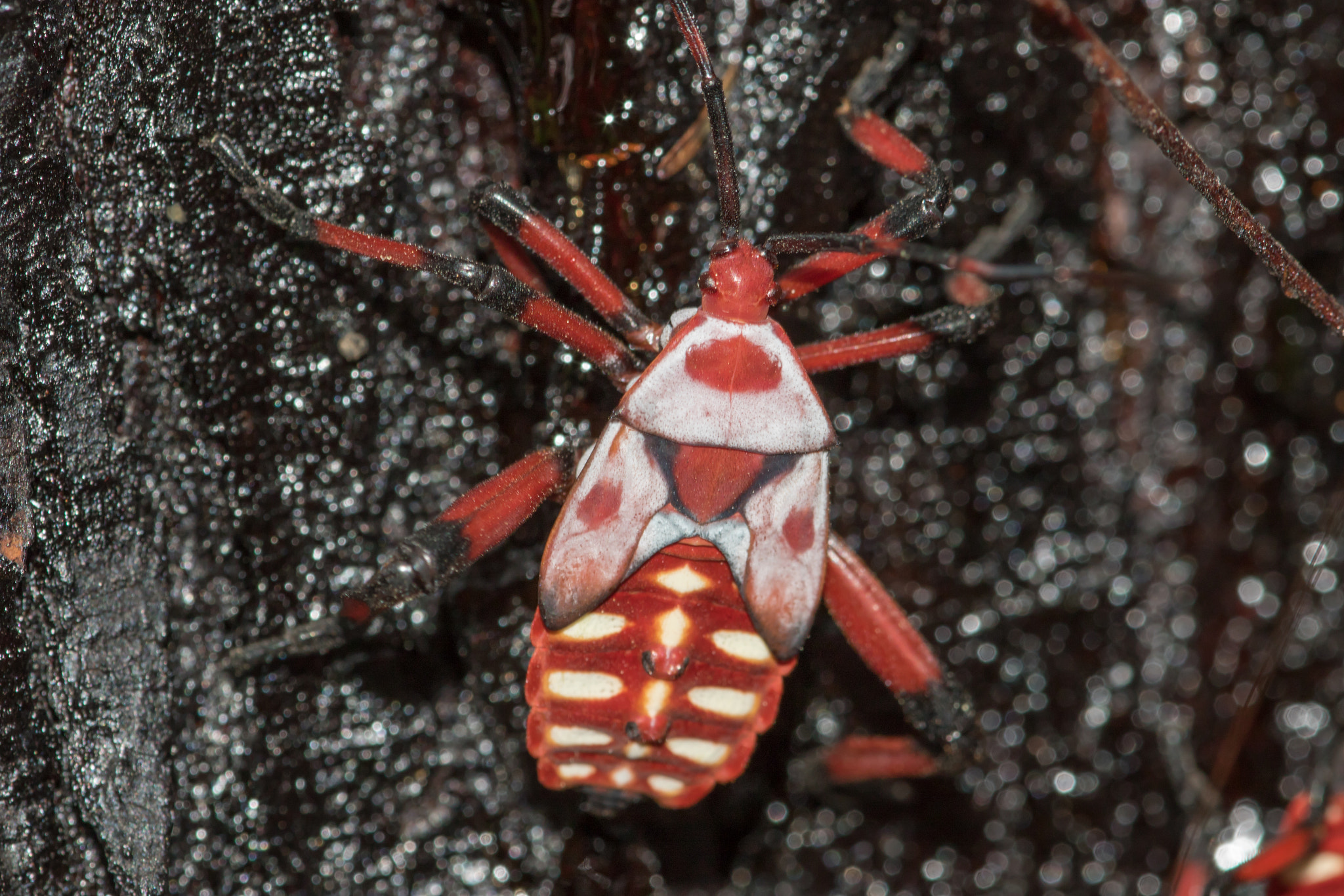 Canon EF 180mm F3.5L Macro USM sample photo. Pw4a4021.jpg photography