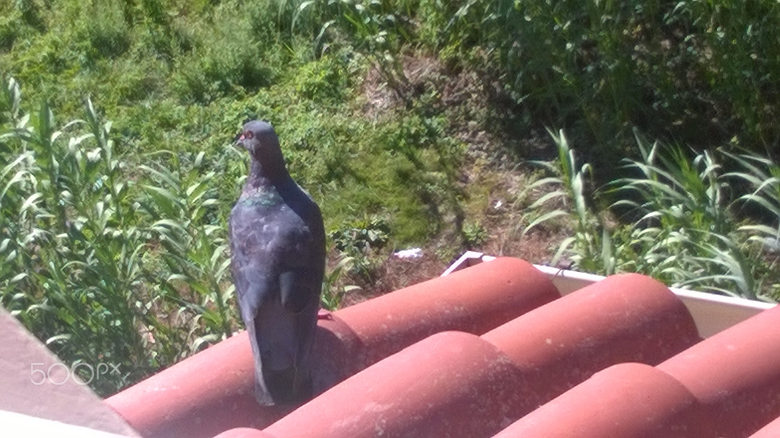 Nokia Lumia 630 sample photo. Animals photography