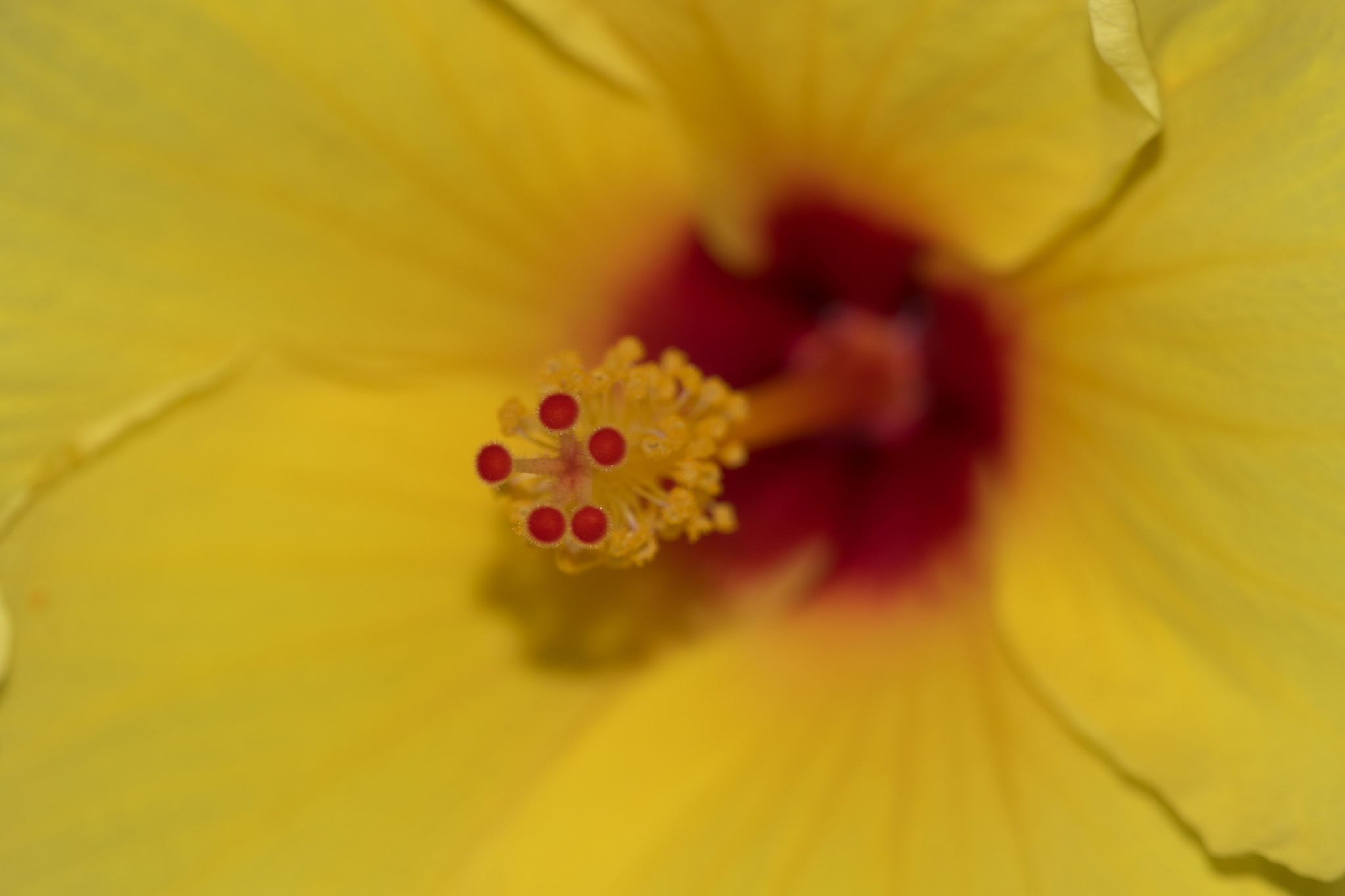 Canon EF 180mm F3.5L Macro USM sample photo. Pw4a4000.jpg photography