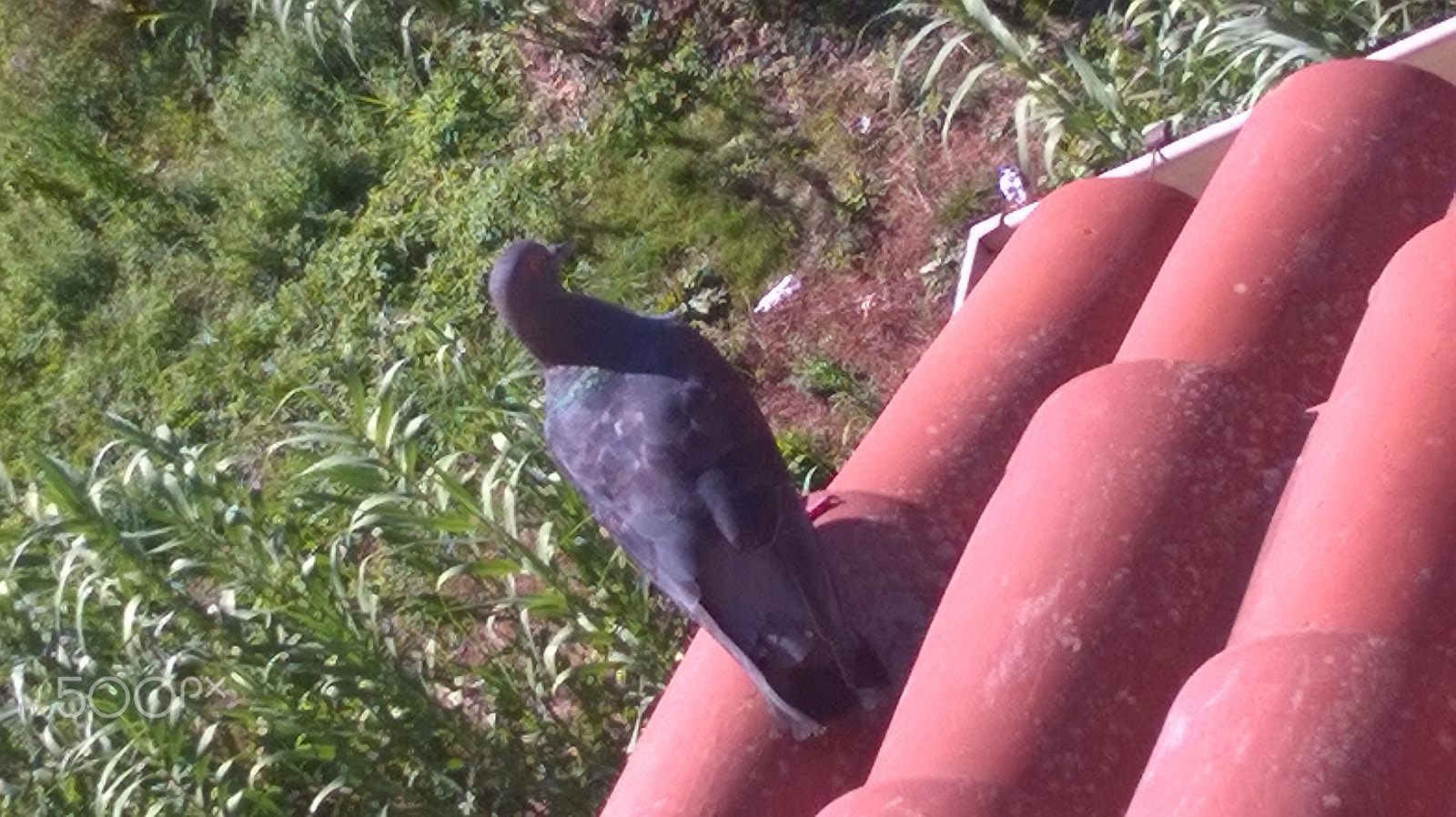 Nokia Lumia 630 sample photo. Animals photography