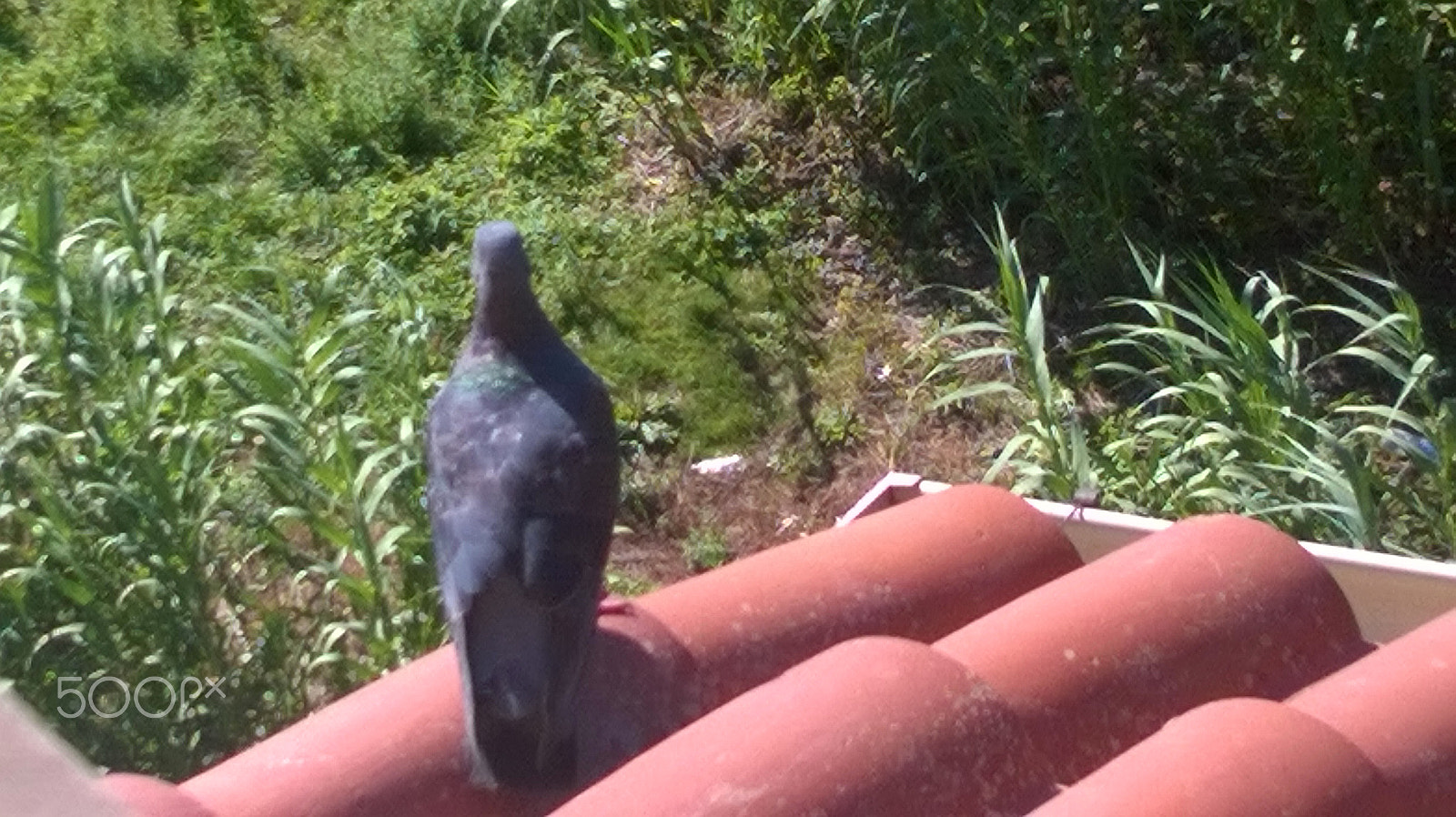 Nokia Lumia 630 sample photo. Animals photography