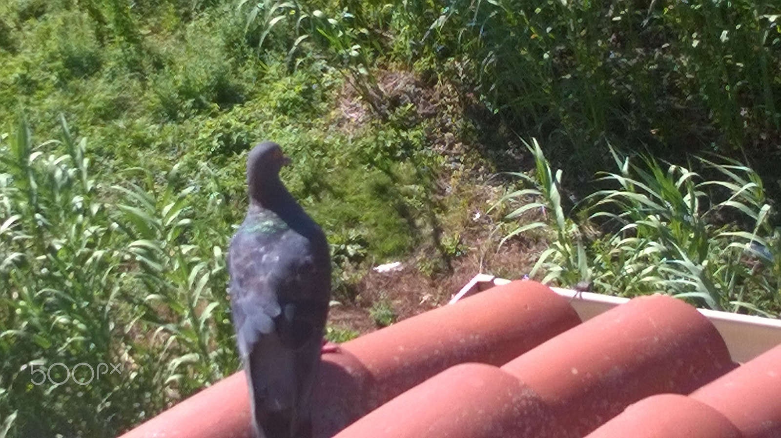 Nokia Lumia 630 sample photo. Animals photography