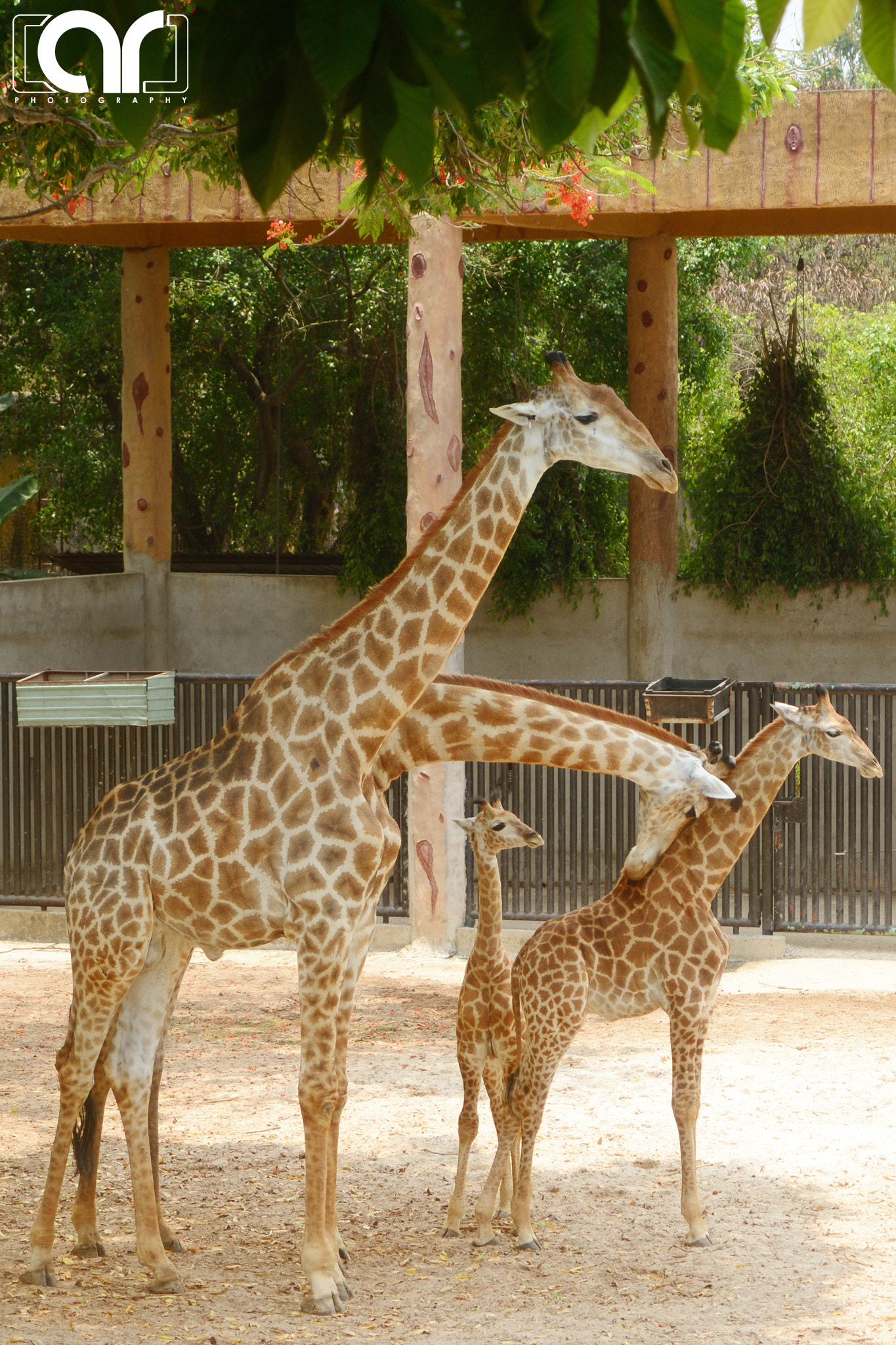 Nikon AF-S Nikkor 70-200mm F4G ED VR sample photo. Two-headed giraffe photography