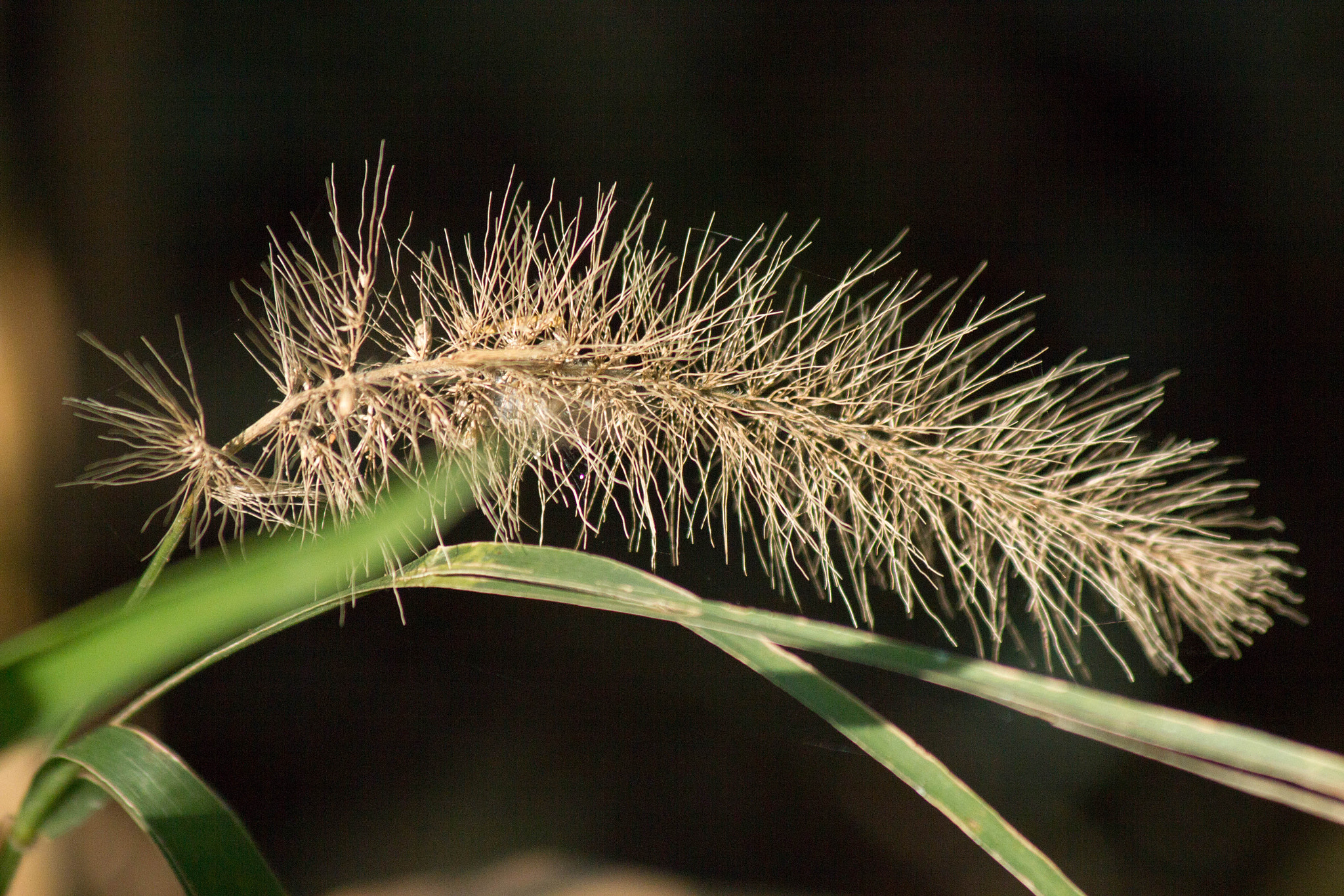 Canon EF 70-300mm F4-5.6 IS USM sample photo. Ecfedef o photography