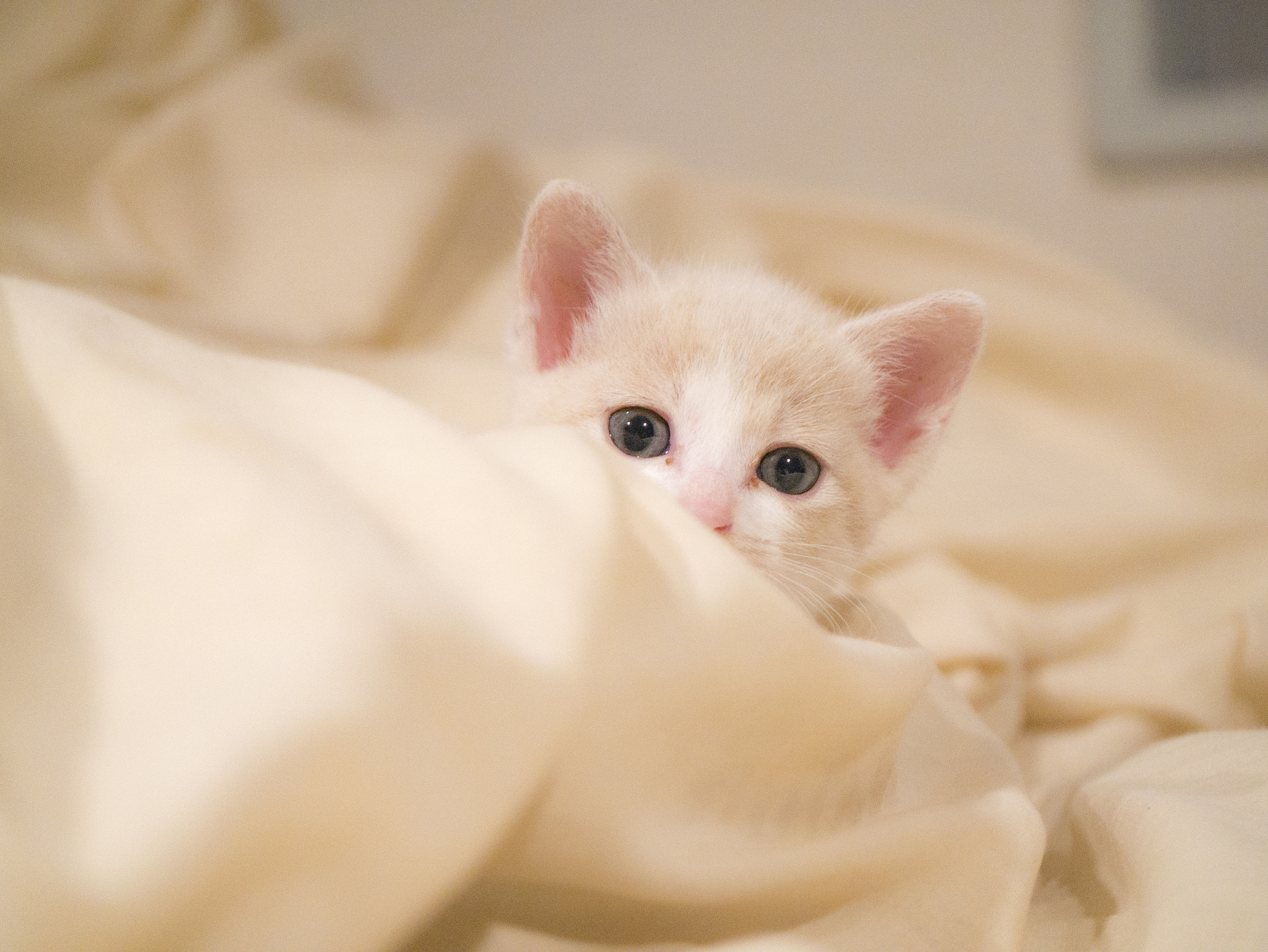 Panasonic Leica DG Macro-Elmarit 45mm F2.8 ASPH OIS sample photo. She neme is " latte" photography