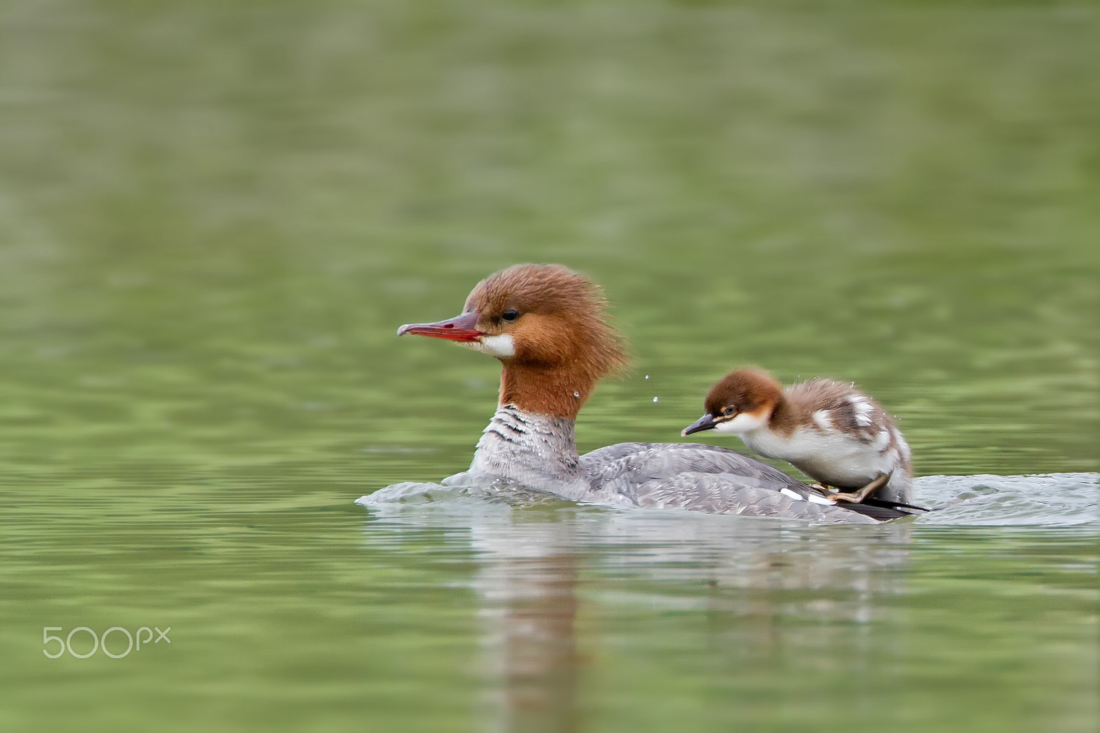 Canon EOS 7D + Canon EF 300mm F2.8L IS USM sample photo. Climb aboard photography