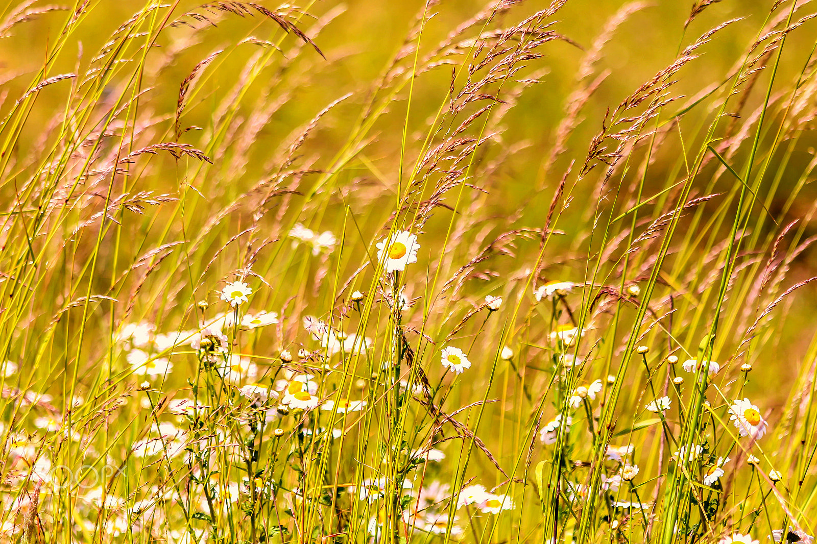 Canon EOS 650D (EOS Rebel T4i / EOS Kiss X6i) sample photo. Flora photography