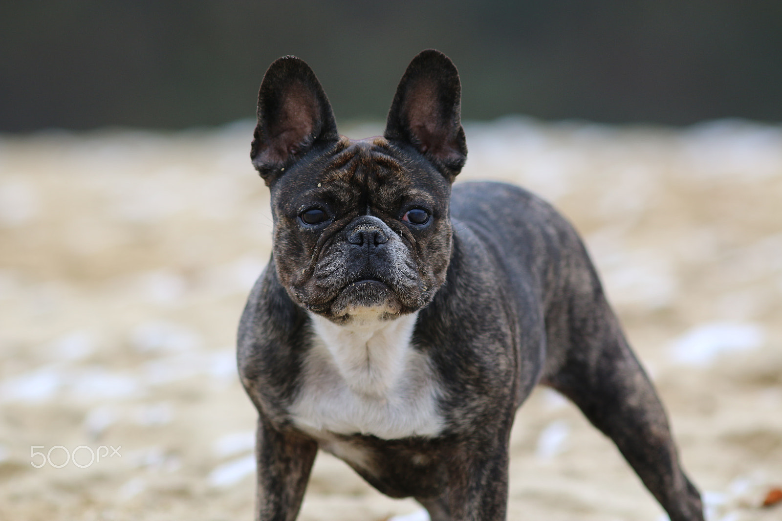 Canon EOS 70D + Canon EF 200mm F2.8L II USM sample photo. Komm doch .. photography