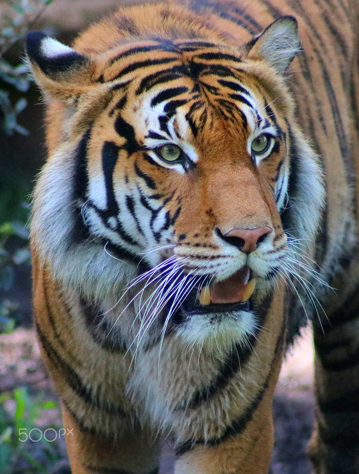 Canon EF 75-300mm f/4-5.6 USM sample photo. Tiger 9792 photography