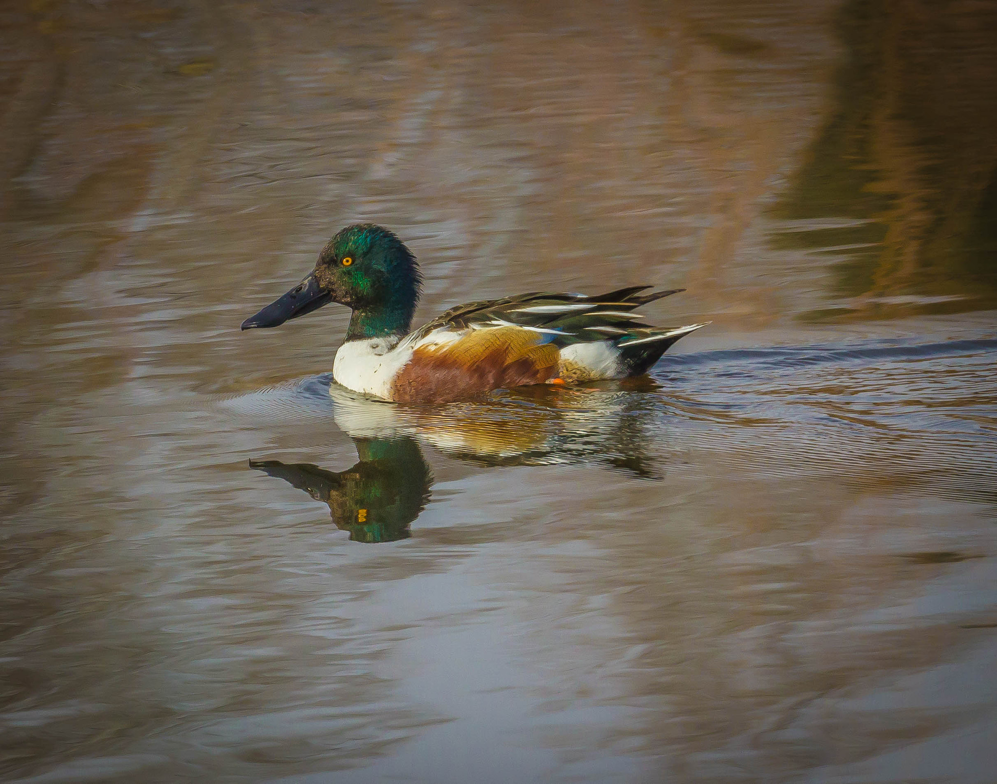 Canon EF 100-400mm F4.5-5.6L IS II USM sample photo. Male northern shoveler photography