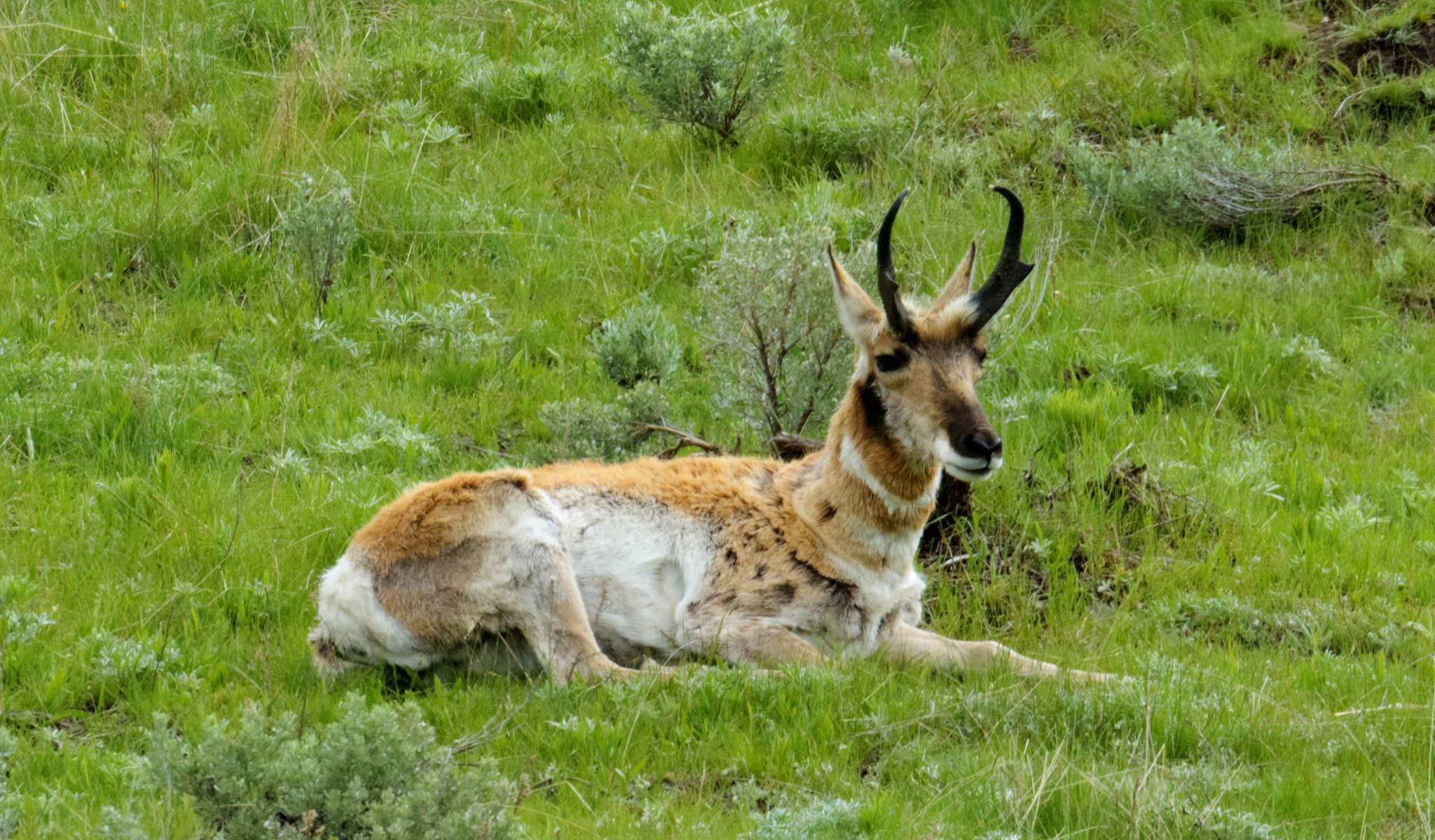 AF Zoom-Nikkor 28-80mm f/3.3-5.6G sample photo. Pronghorn photography