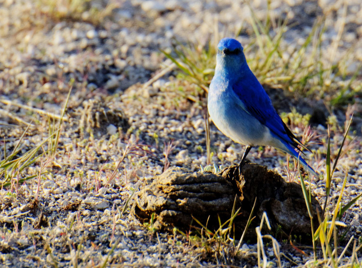 Nikon D7000 + Nikon AF Nikkor 28mm F2.8D sample photo. Bird photography