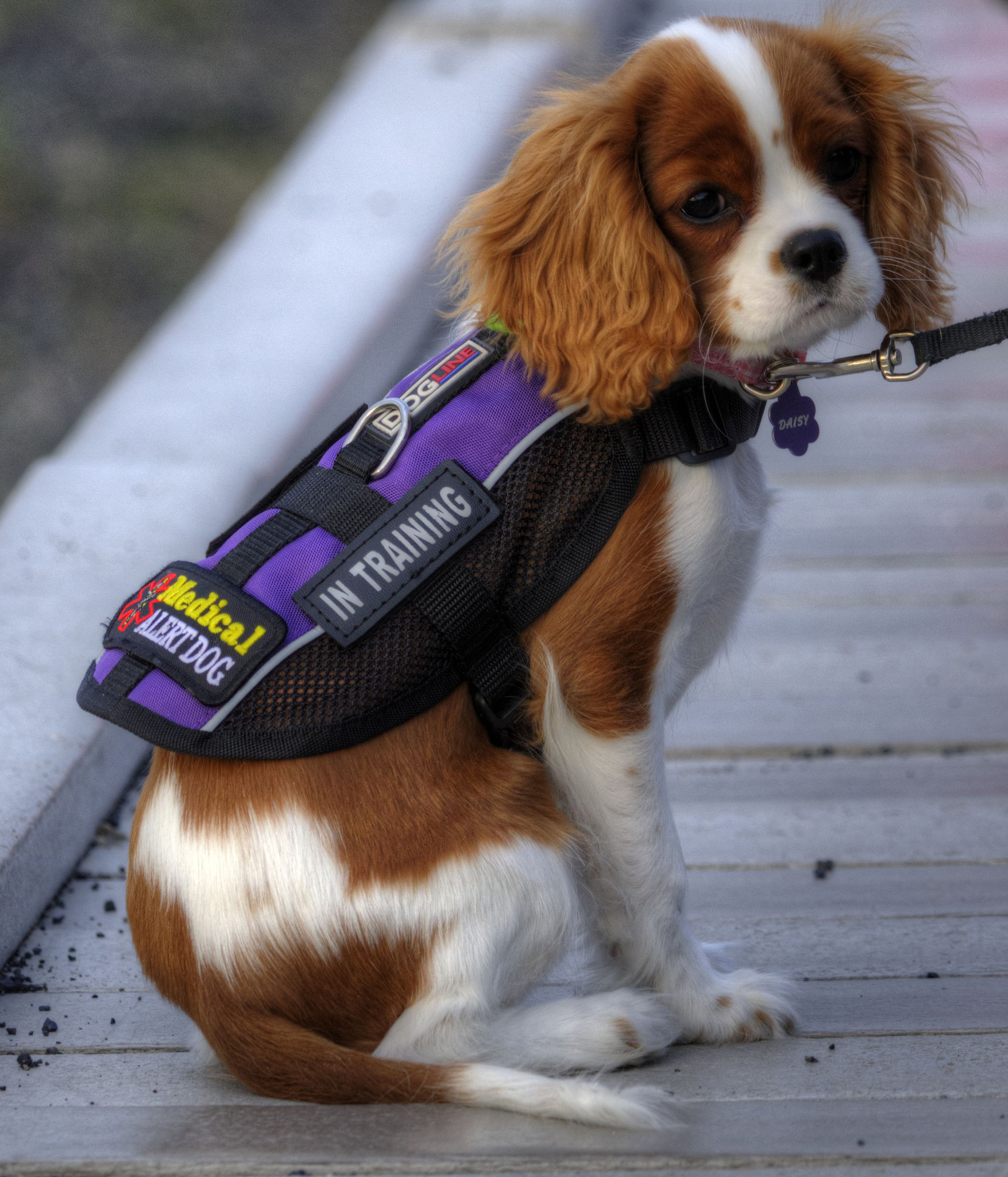 Nikon D7000 + Sigma 24mm F1.8 EX DG Aspherical Macro sample photo. Helper dog photography