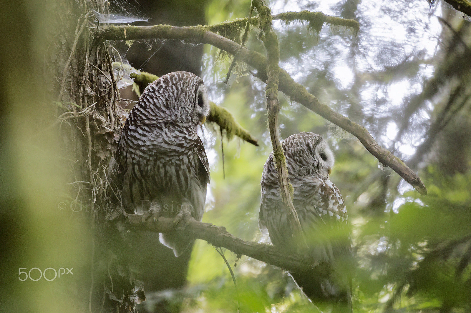 Canon EF 100-400mm F4.5-5.6L IS II USM sample photo. Wild pair photography