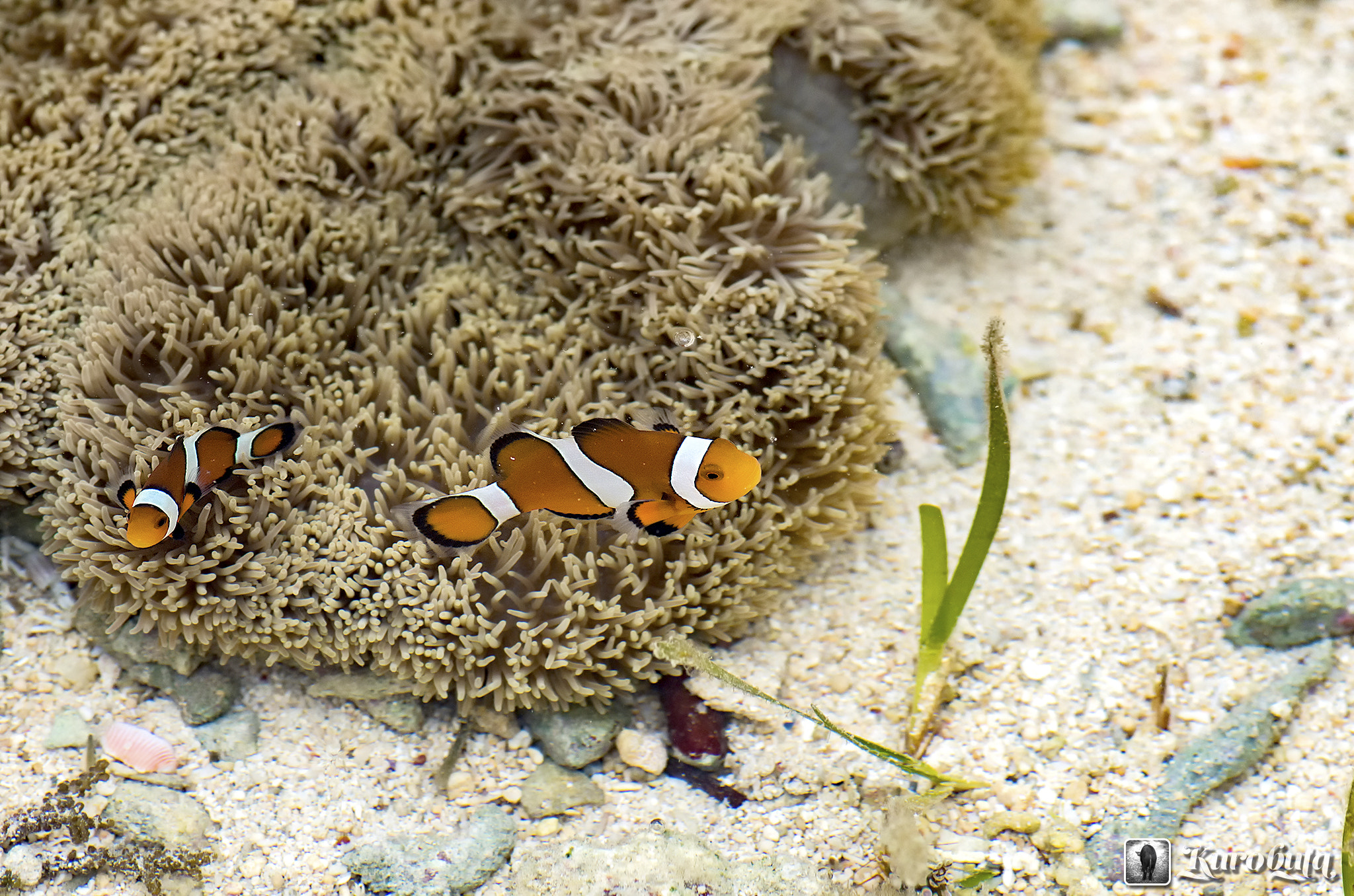 Pentax K-5 II sample photo. It was angry anemone fish photography