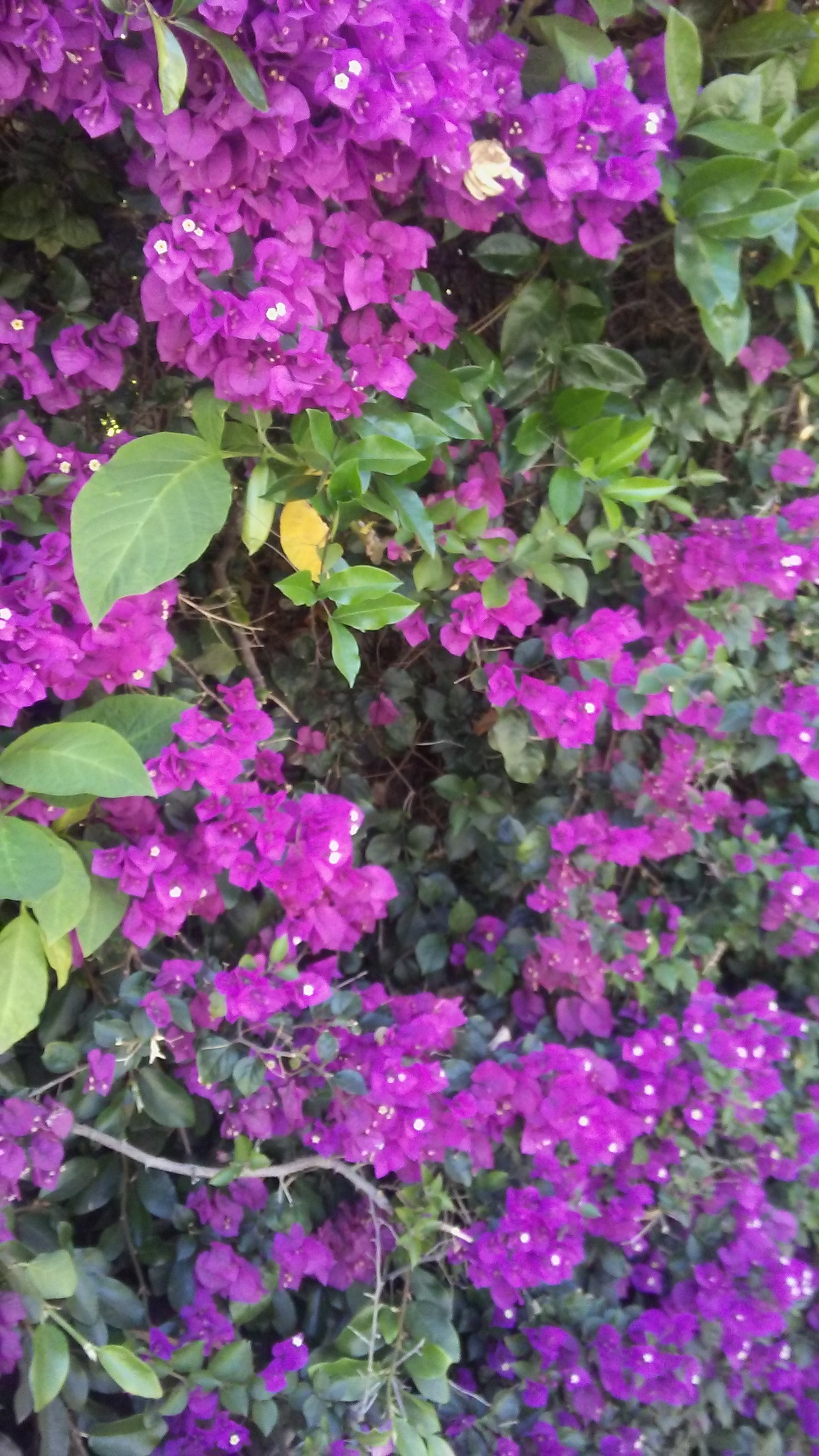 LG M1 sample photo