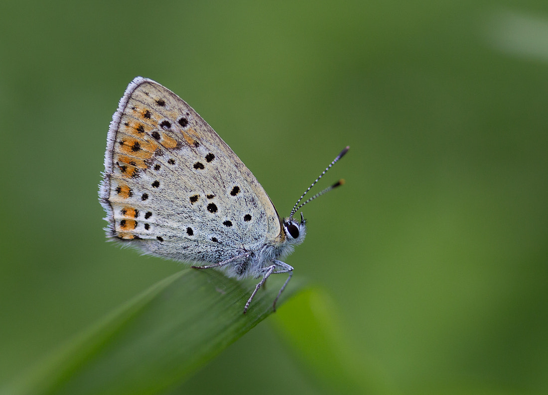 Canon EF-S 60mm F2.8 Macro USM sample photo. *** photography