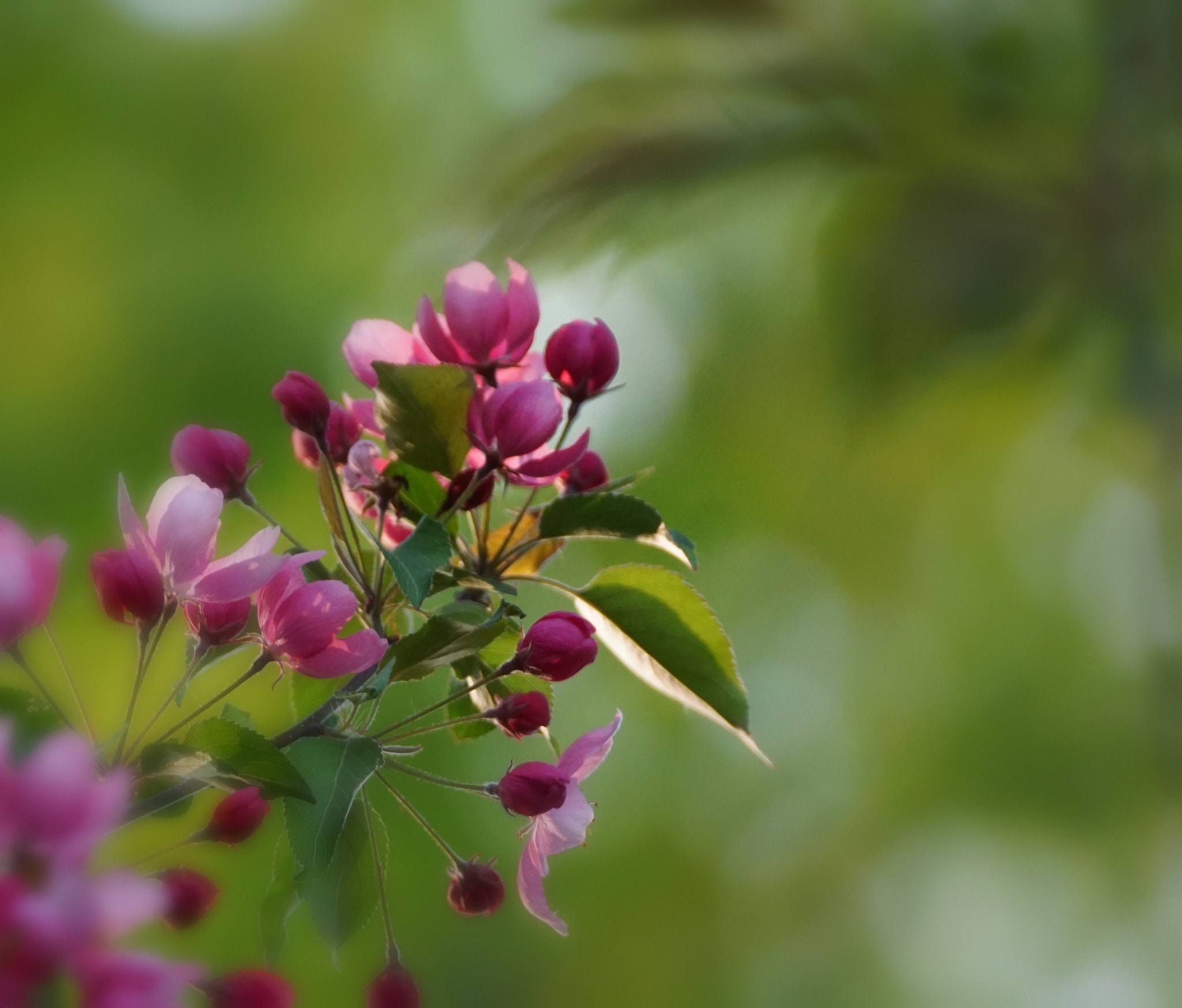 Sony 70-300mm F4.5-5.6 G SSM sample photo. Blooming beauty photography