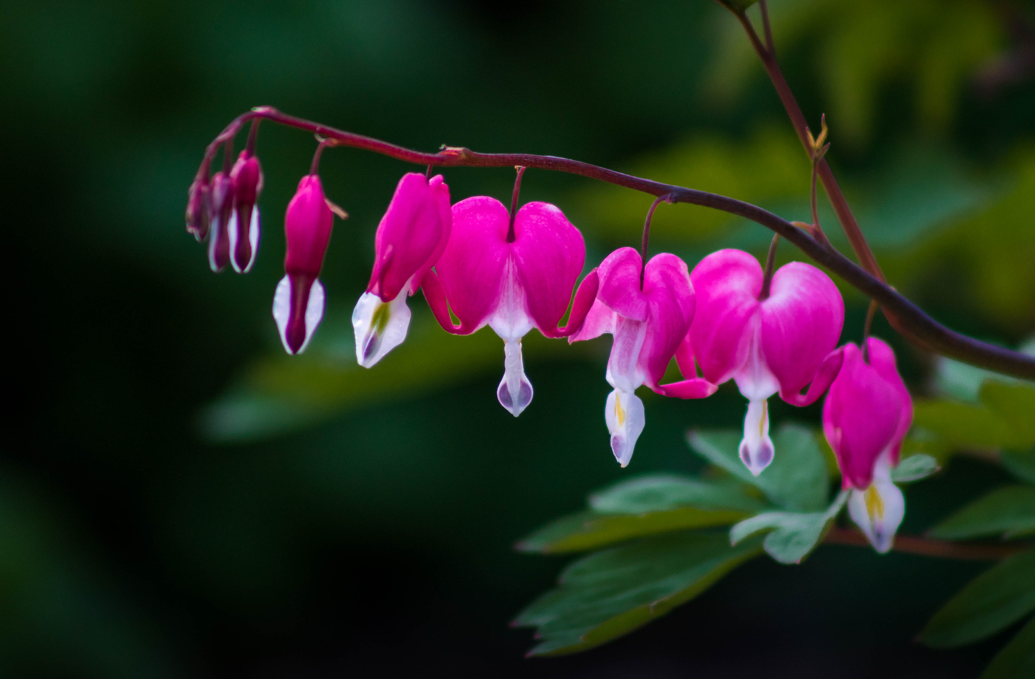 EF75-300mm f/4-5.6 sample photo. Be still my bleeding hearts photography