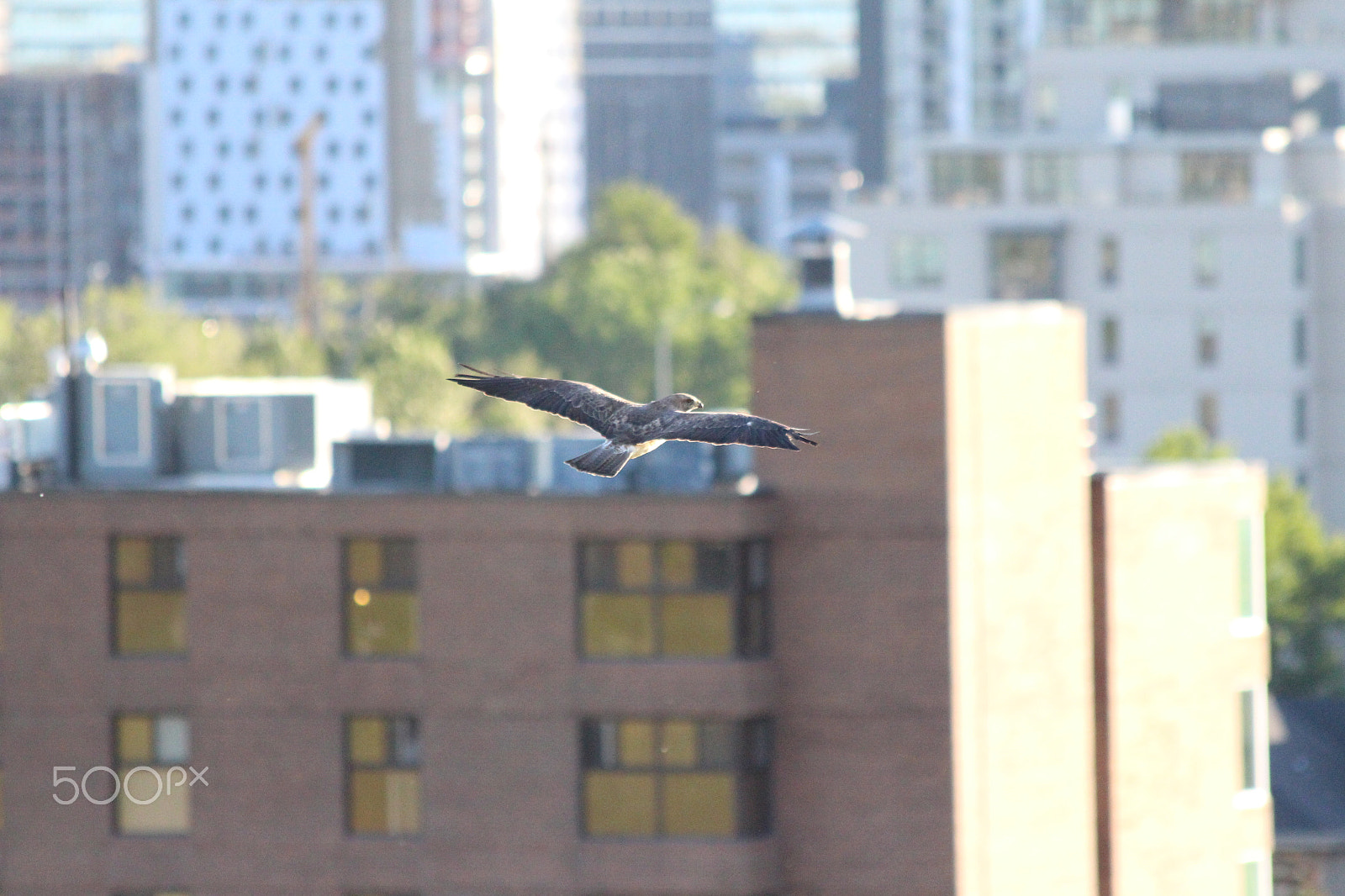 Canon EOS 650D (EOS Rebel T4i / EOS Kiss X6i) sample photo. Hawk soaring in calgary photography