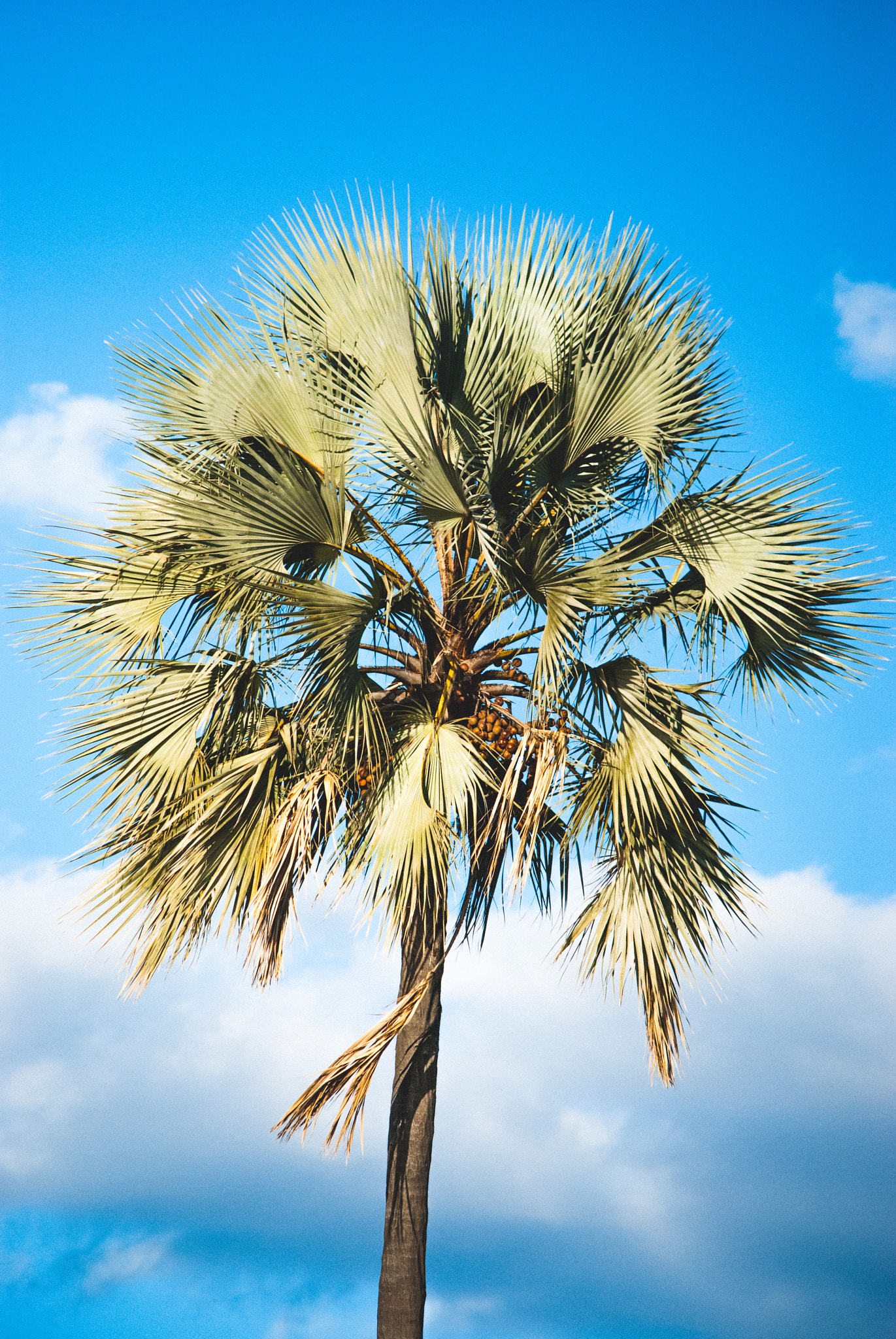 Nikon D60 sample photo. Palm tree photography