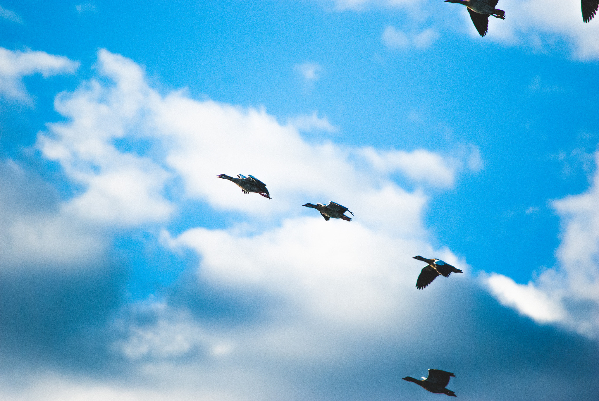 Nikon D60 sample photo. Egyptian geese photography