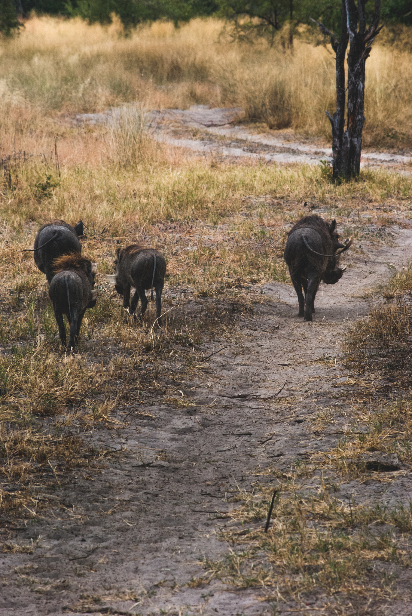 Nikon D60 sample photo. Warthog pack photography