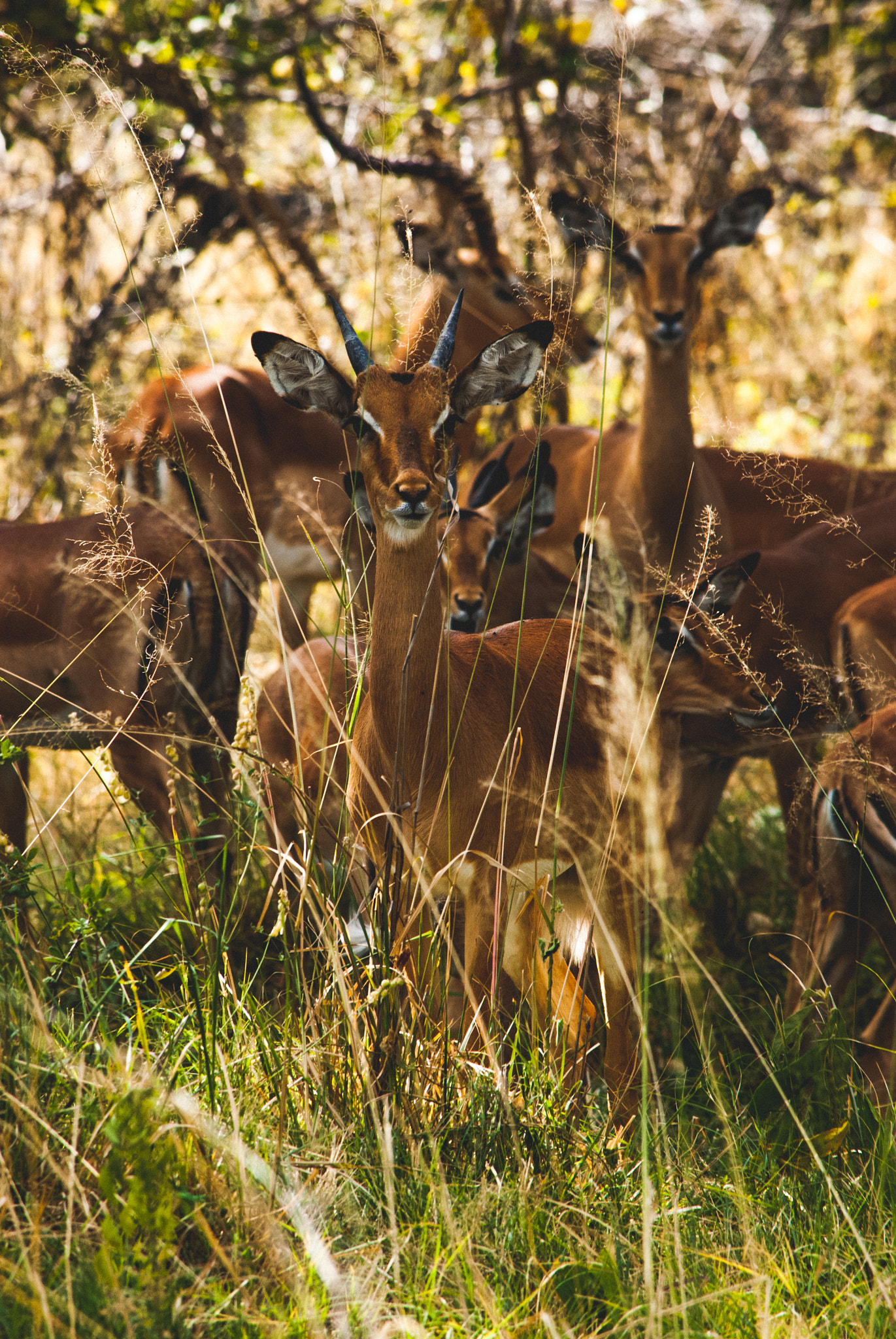 Nikon D60 sample photo. Impala gang photography