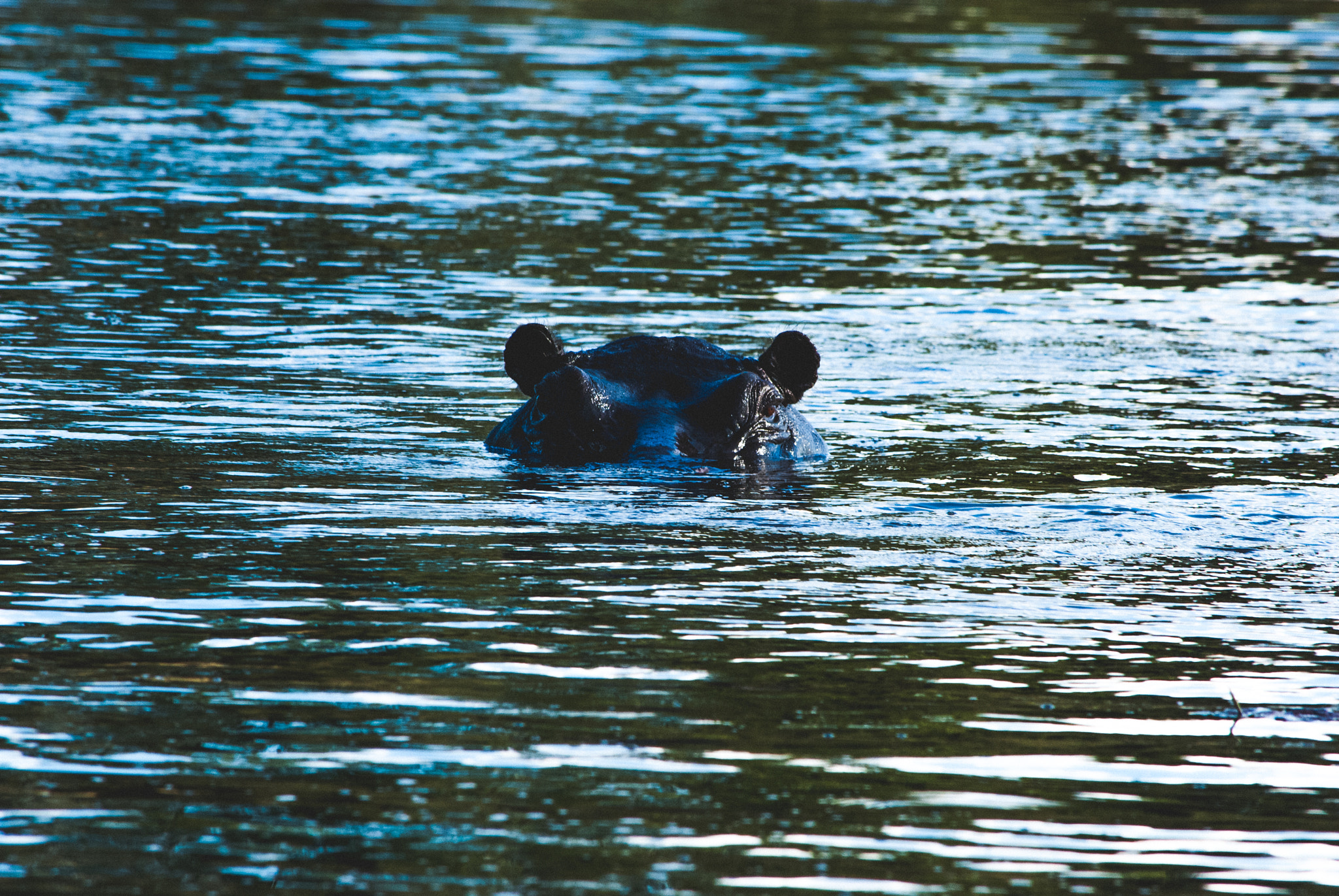 Nikon D60 sample photo. Peek-a-boo photography