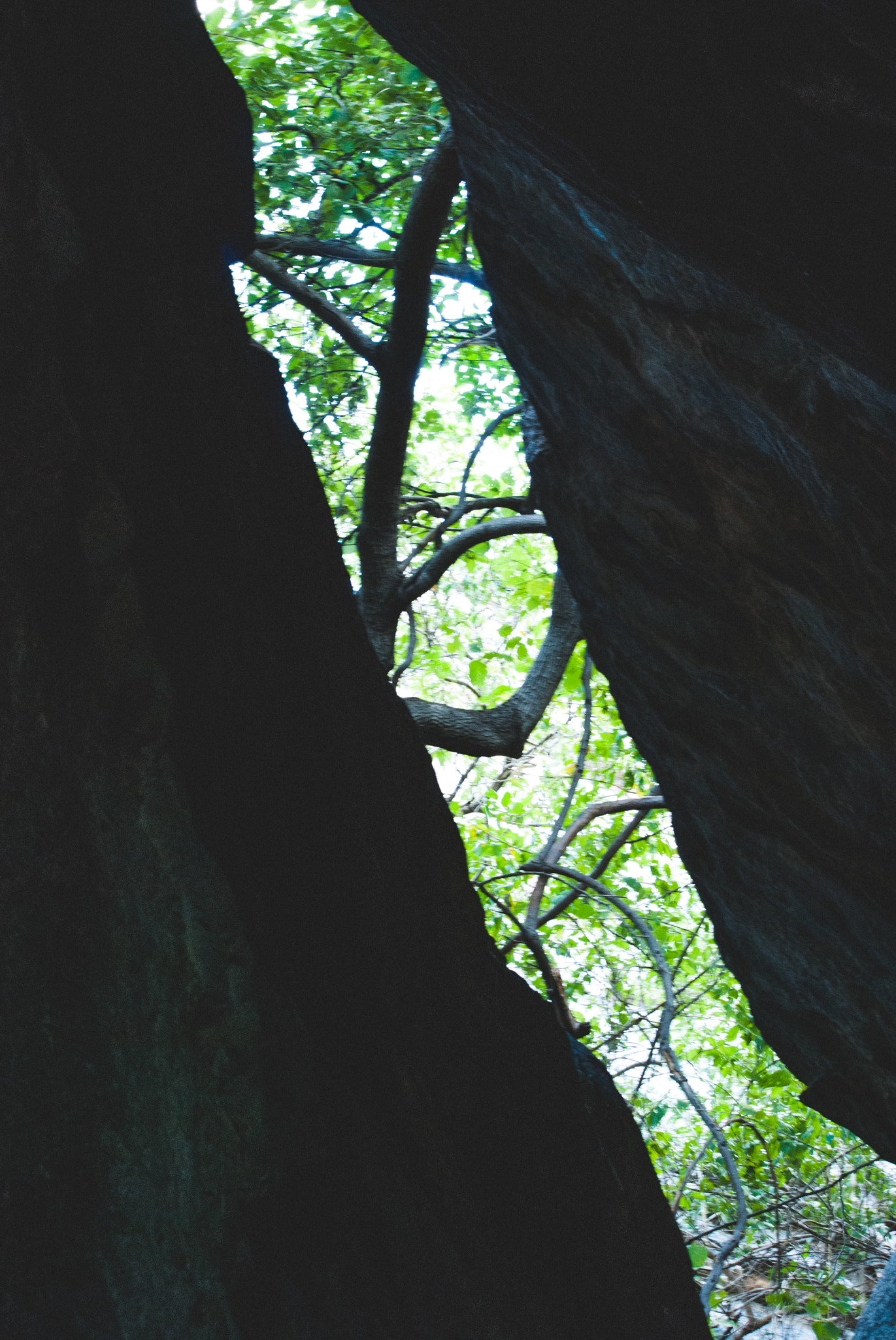 Nikon D60 sample photo. Life from below photography
