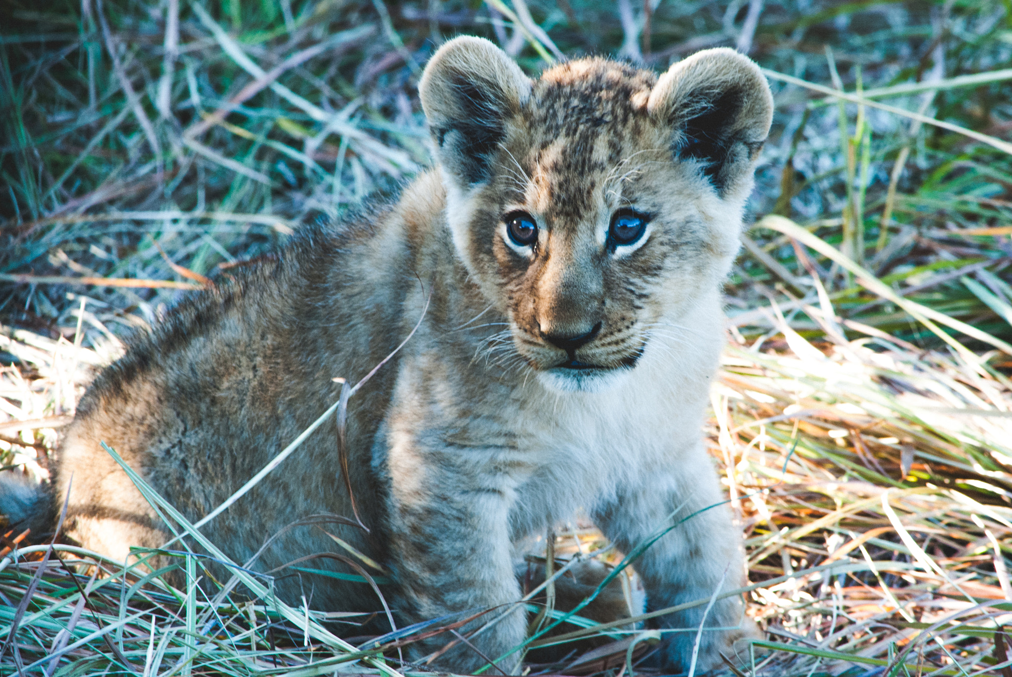 Nikon D60 sample photo. Cub photography