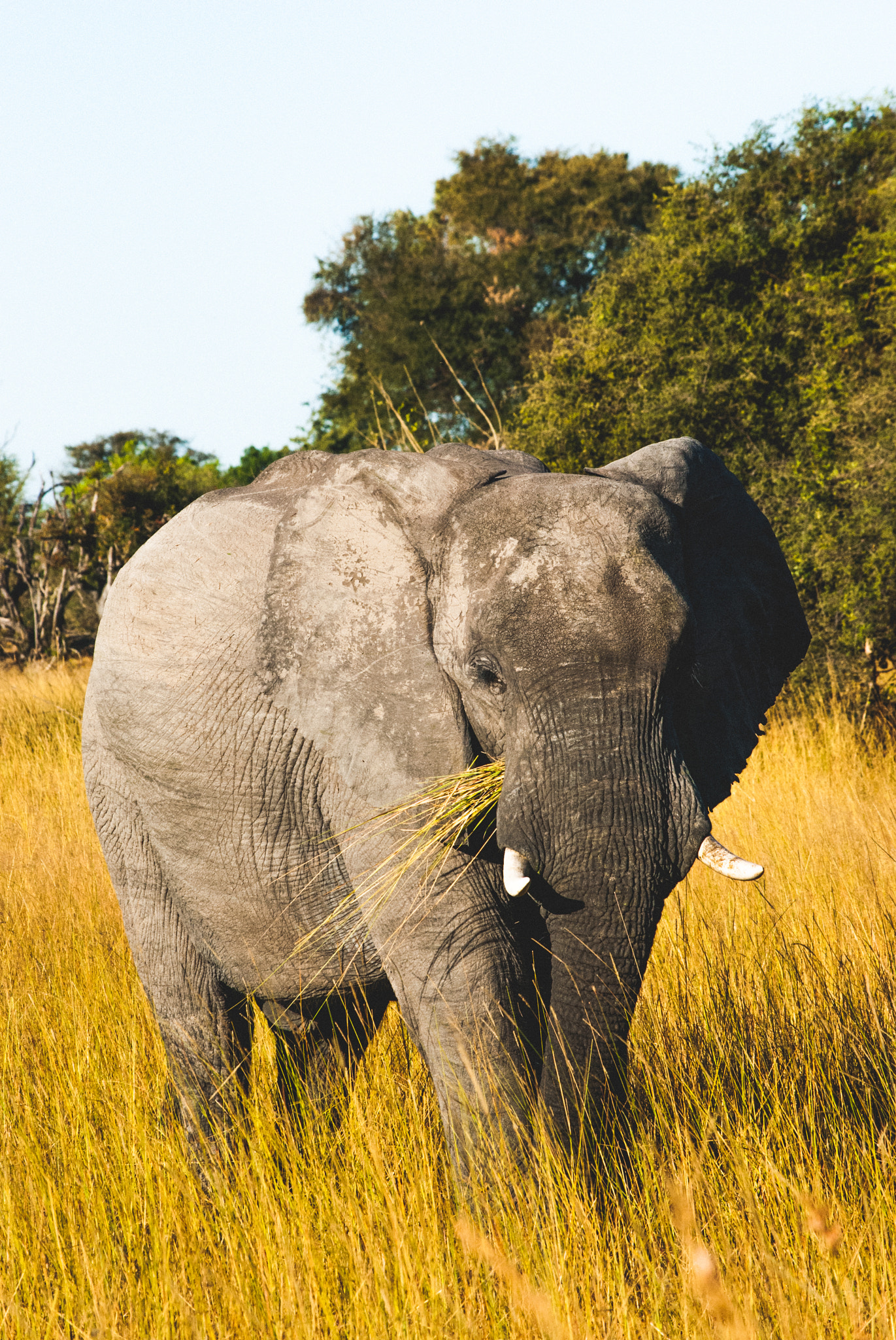 Nikon D60 sample photo. Grazing photography