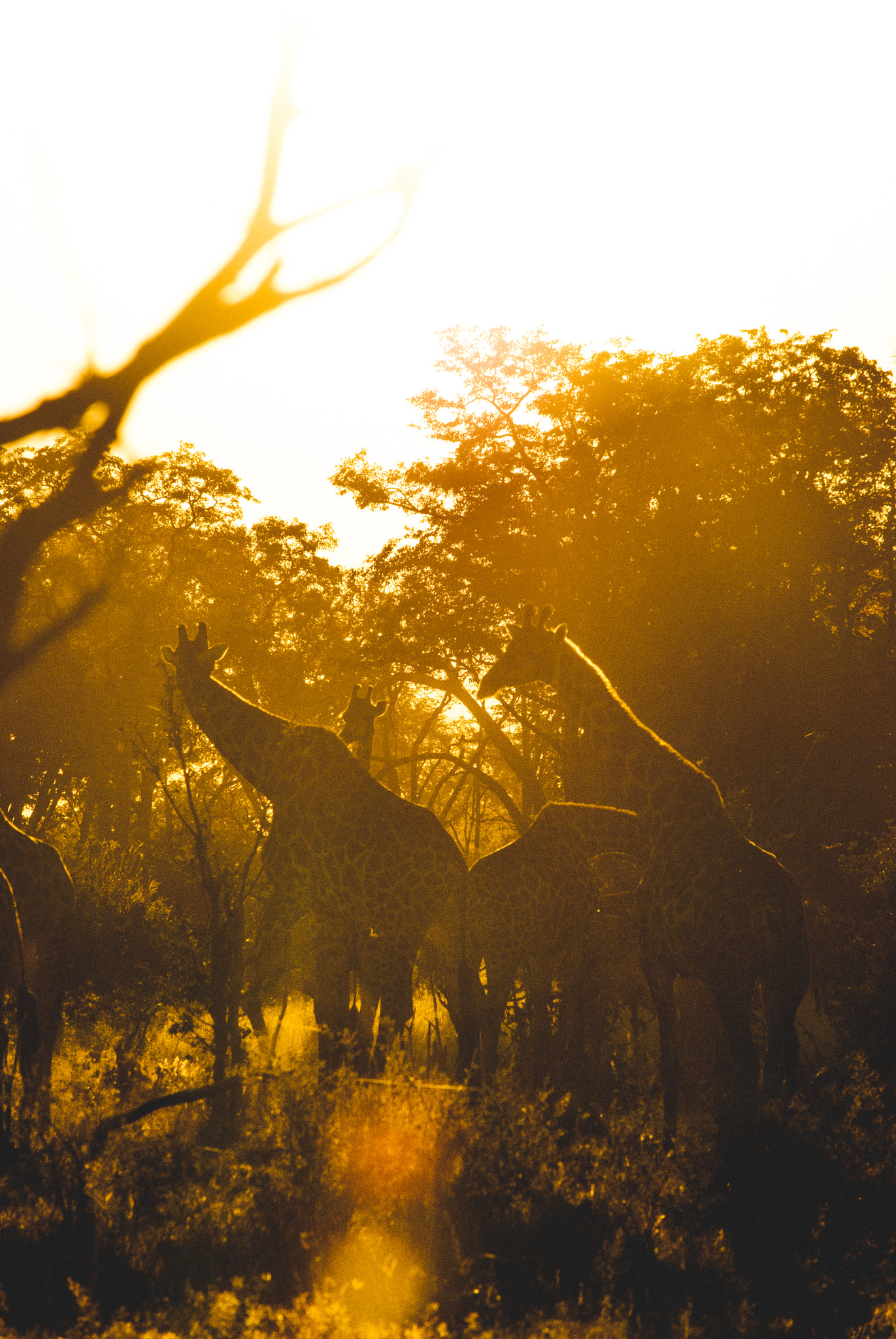 Nikon D60 sample photo. Sunset pack photography