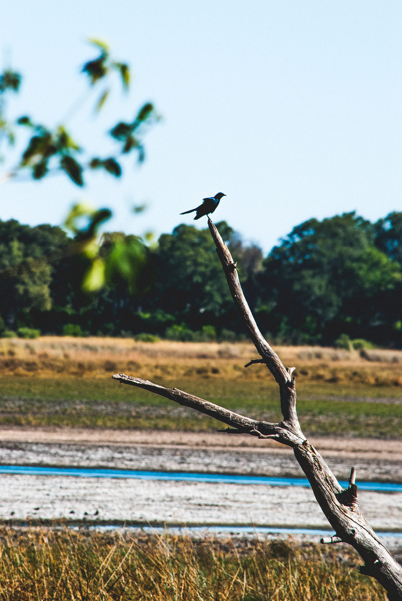 Nikon D60 sample photo. Relaxing bird photography