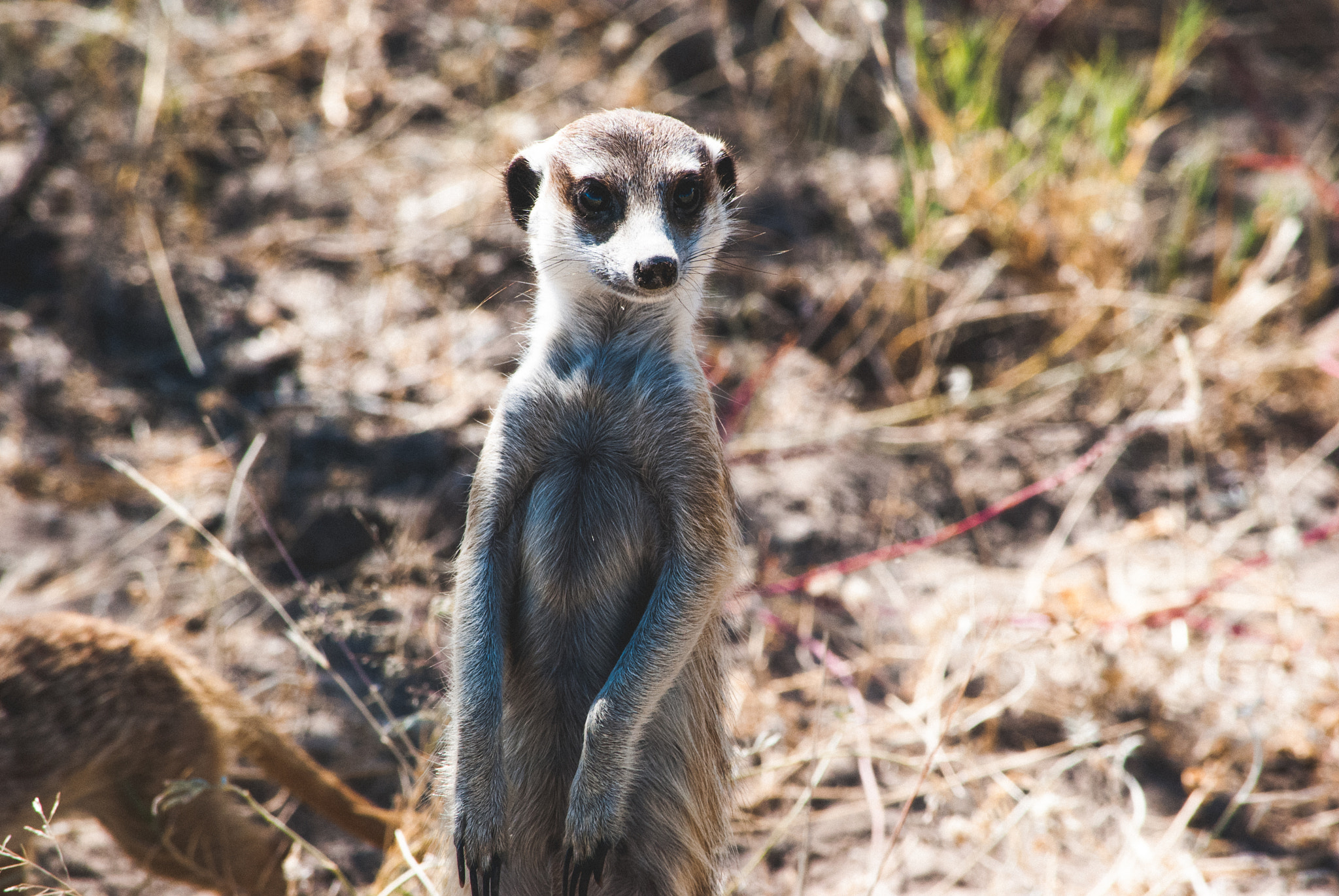 Nikon D60 sample photo. Curious meerkat photography
