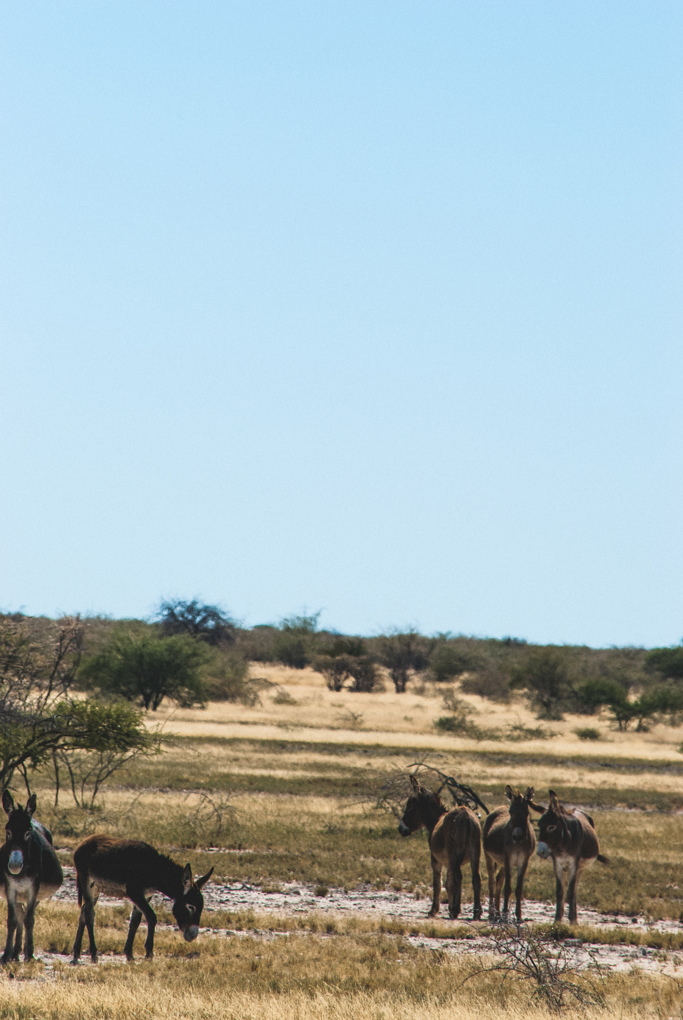 Nikon D60 sample photo. Botswana landscape photography
