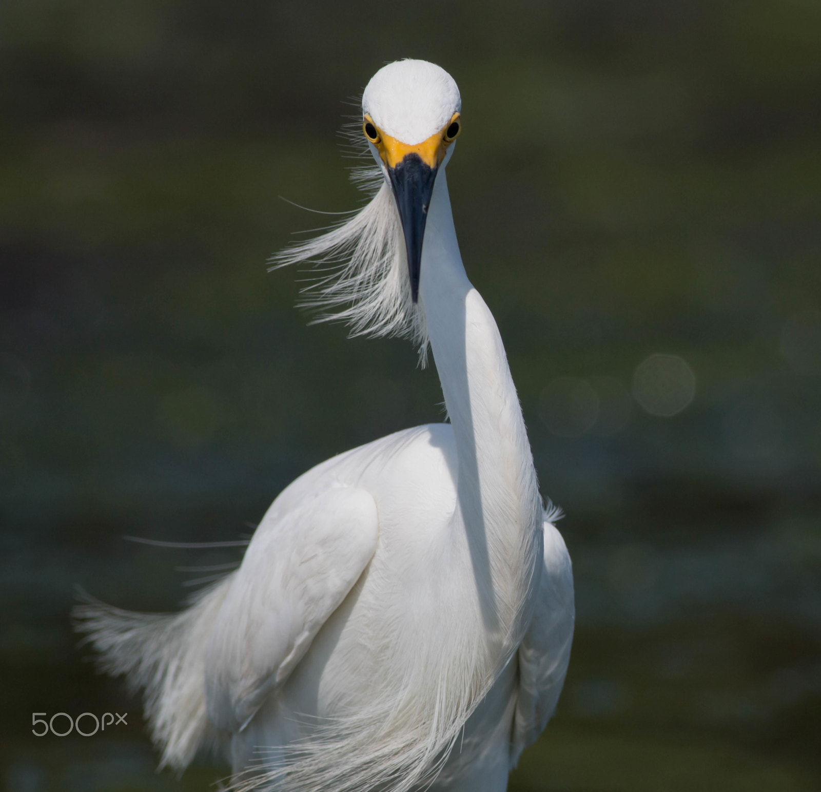 Canon EOS 70D + Canon EF 400mm F5.6L USM sample photo. 2016.06.04  curious bird photography