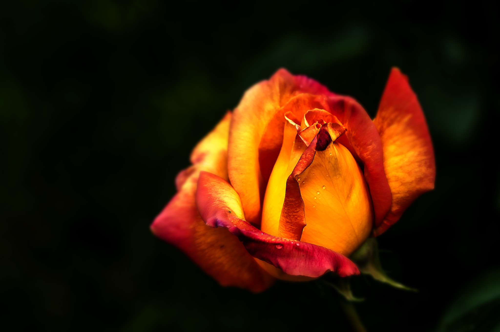 AF Micro-Nikkor 105mm f/2.8 sample photo. Роза photography