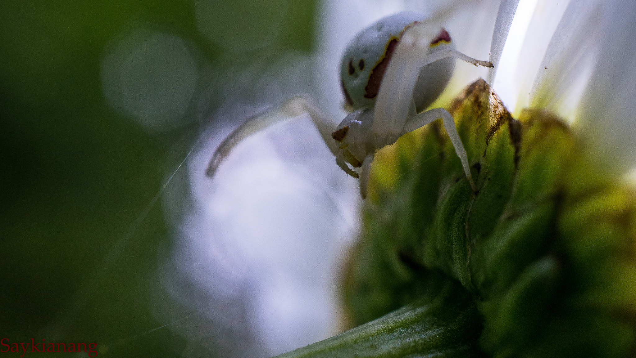 Sony a7R + Sony E 30mm F3.5 Macro sample photo. P photography