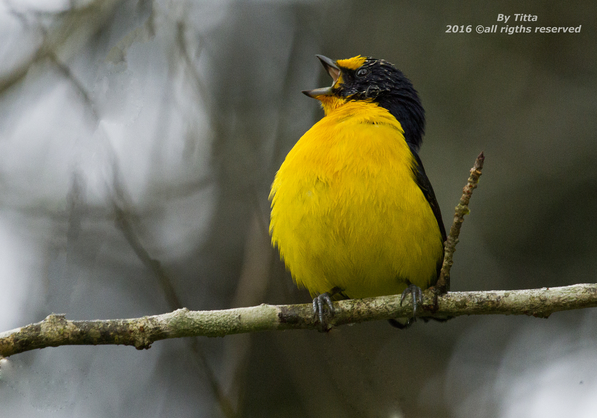 Canon EF 100-400mm F4.5-5.6L IS USM sample photo. Gaturamo verdadeiro photography