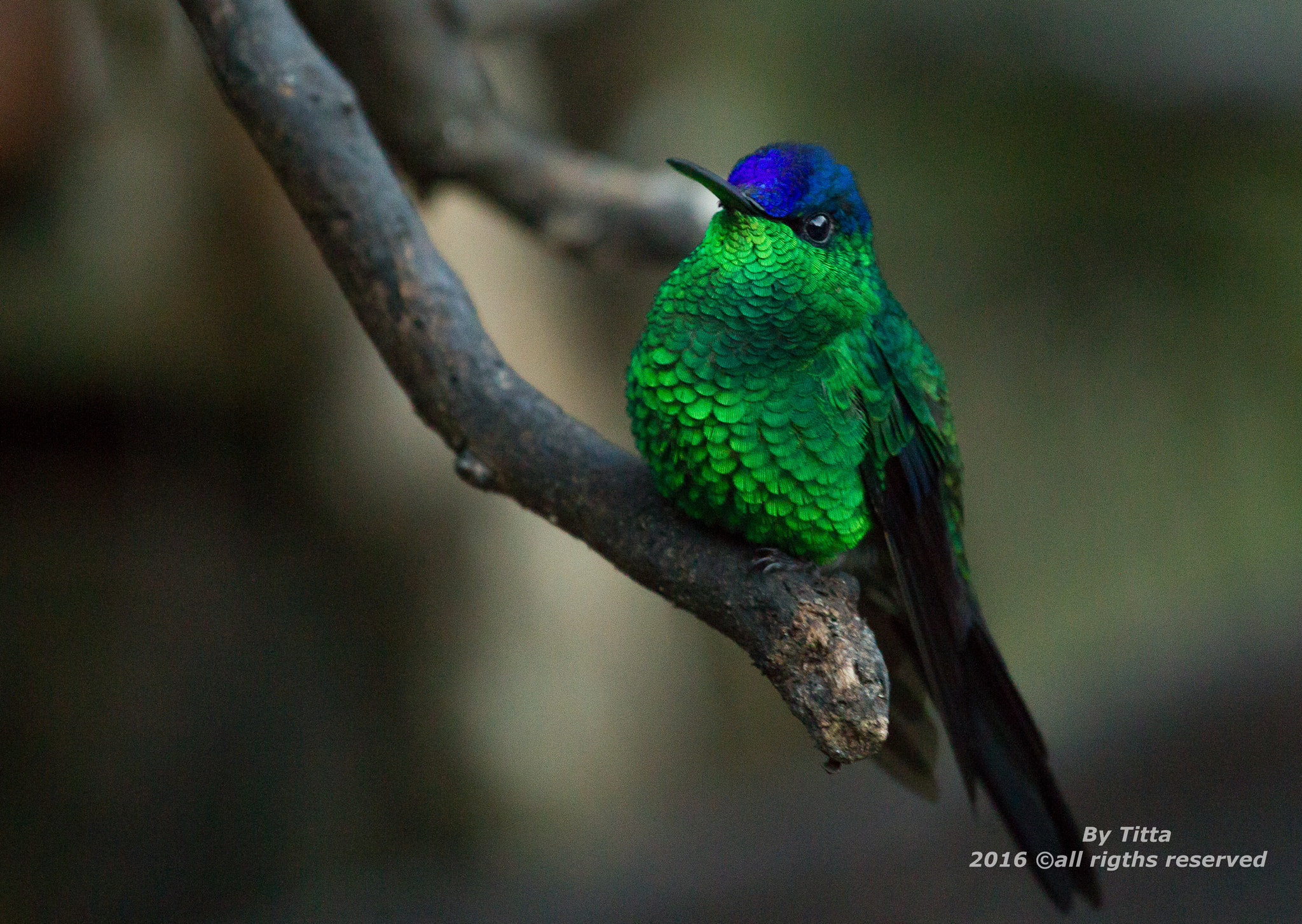 Canon EF 100-400mm F4.5-5.6L IS USM sample photo. Beija flor de fronte  violeta photography