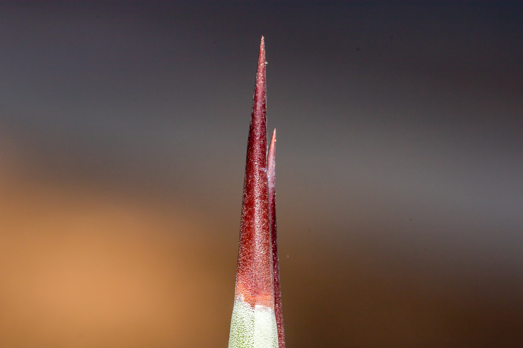 Canon EF 180mm F3.5L Macro USM sample photo. Get the point? photography