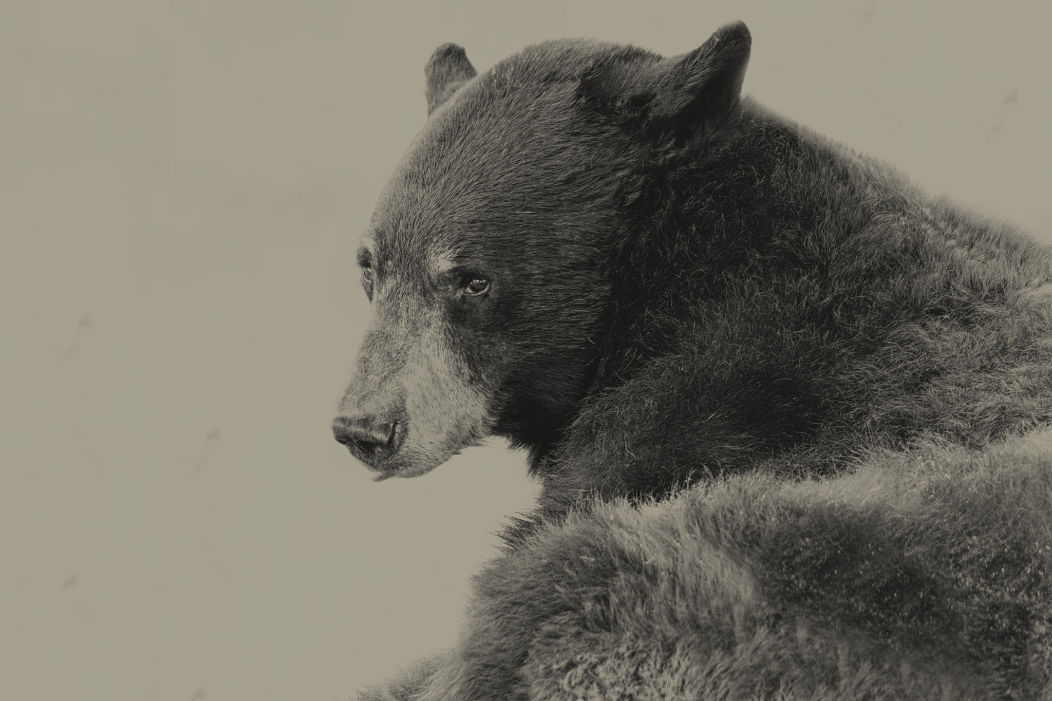 Tamron SP 150-600mm F5-6.3 Di VC USD sample photo. Black bear photography