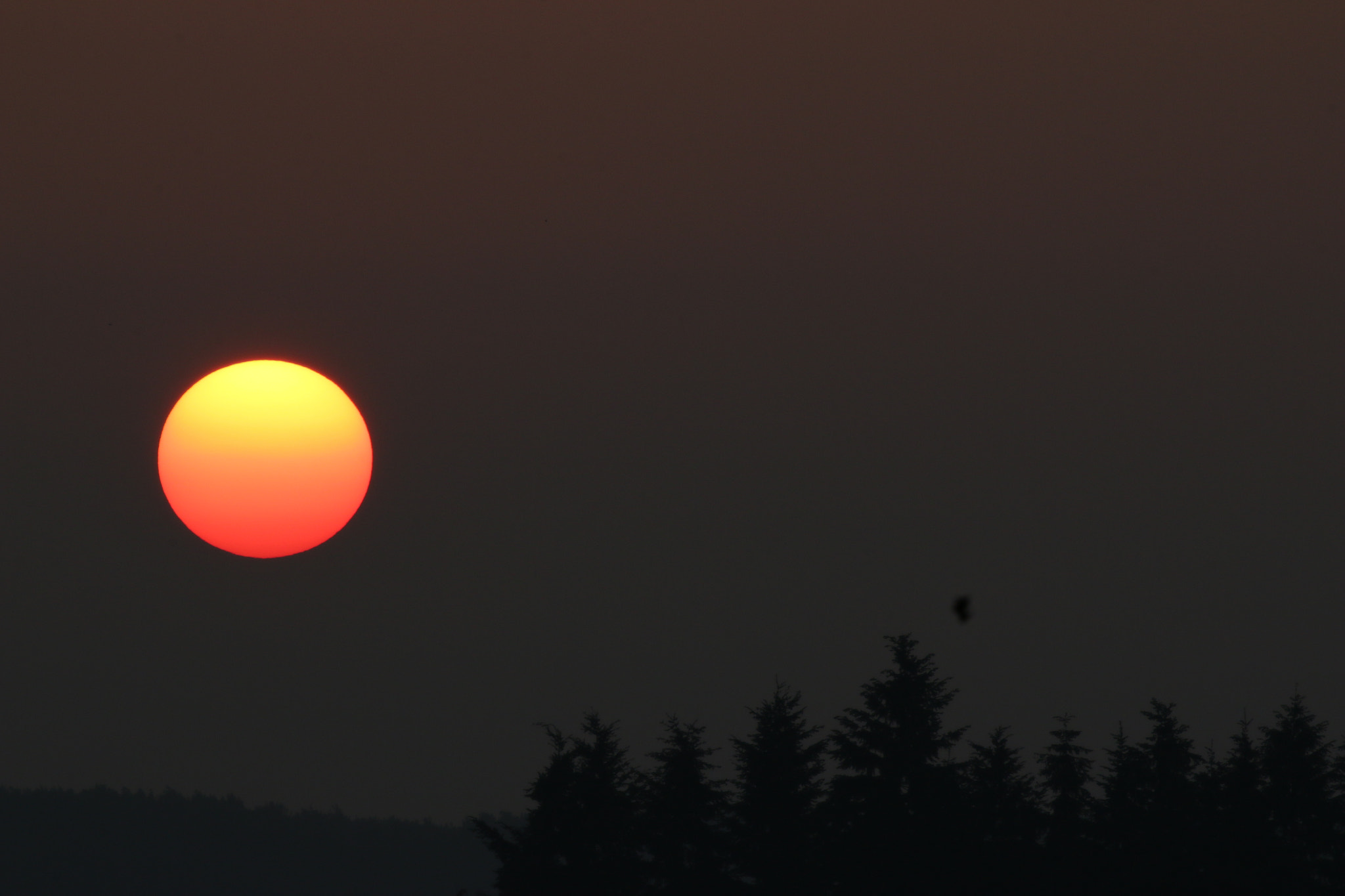 Canon EOS 70D + Canon EF 100-400mm F4.5-5.6L IS II USM sample photo. Soleil couchant! photography