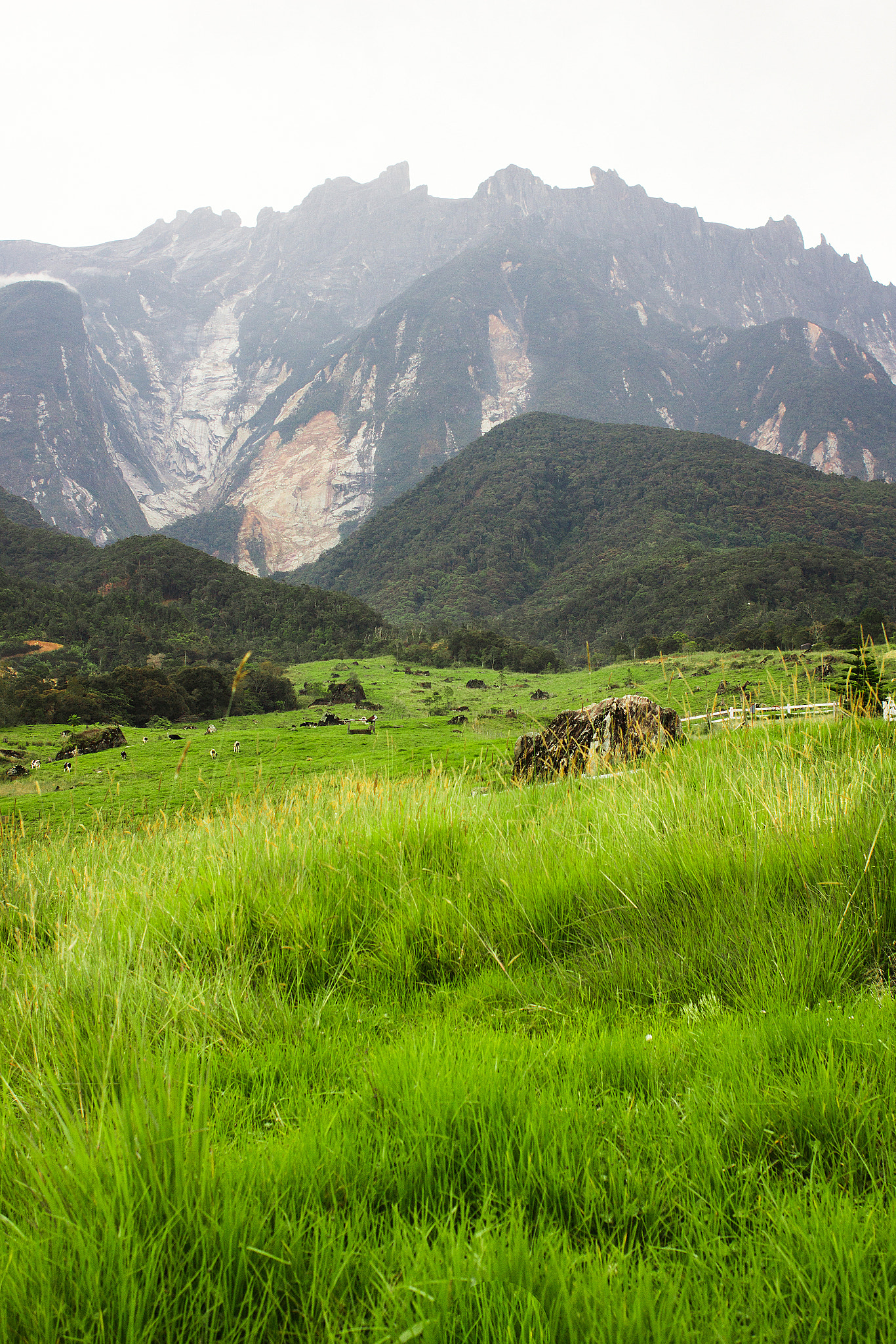 Canon EOS 60D + Canon EF 28mm F2.8 sample photo. Desa cattle farm kundasang sabah photography