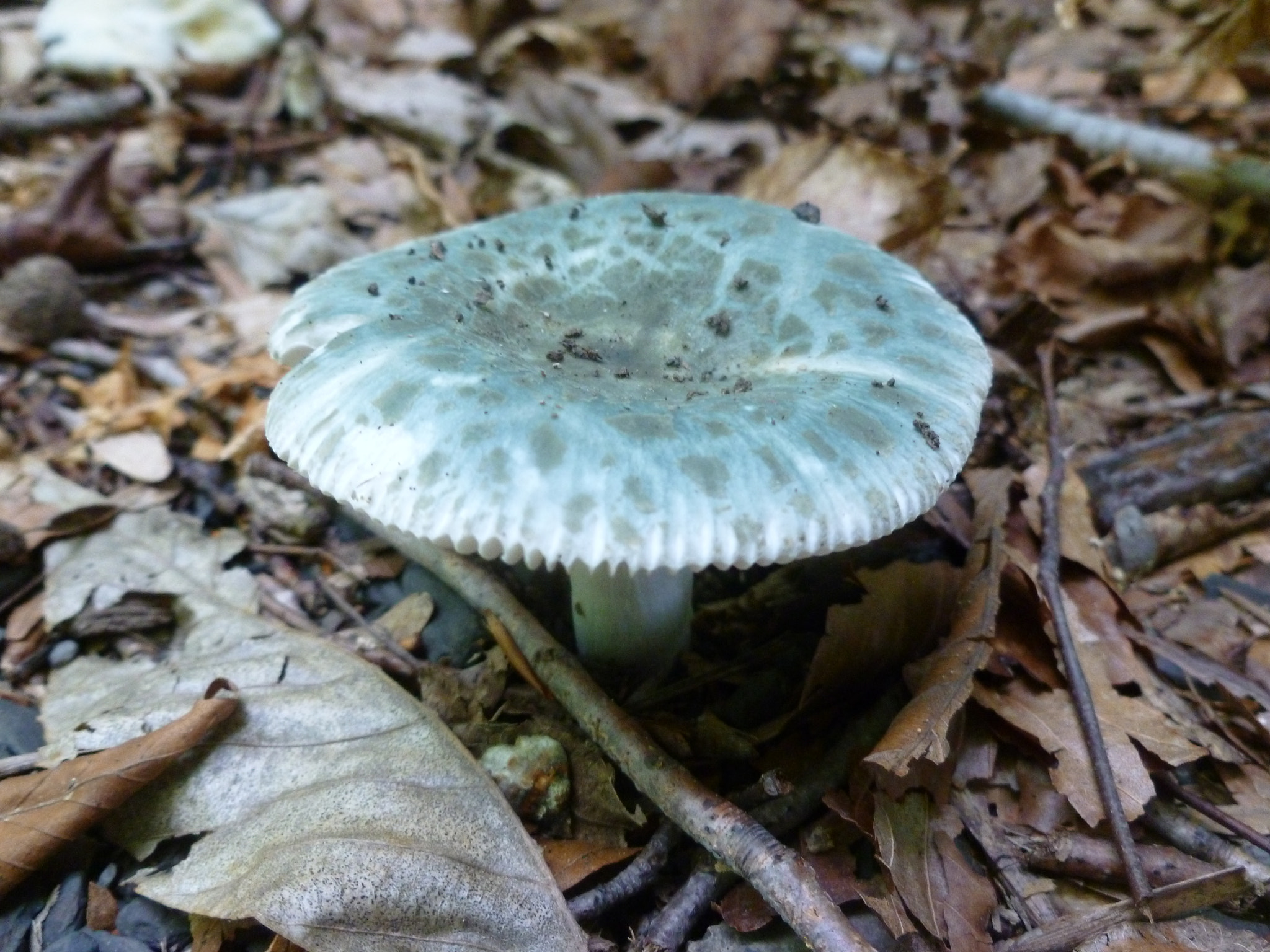 Panasonic DMC-FH25 sample photo. Sky-blue shroom photography