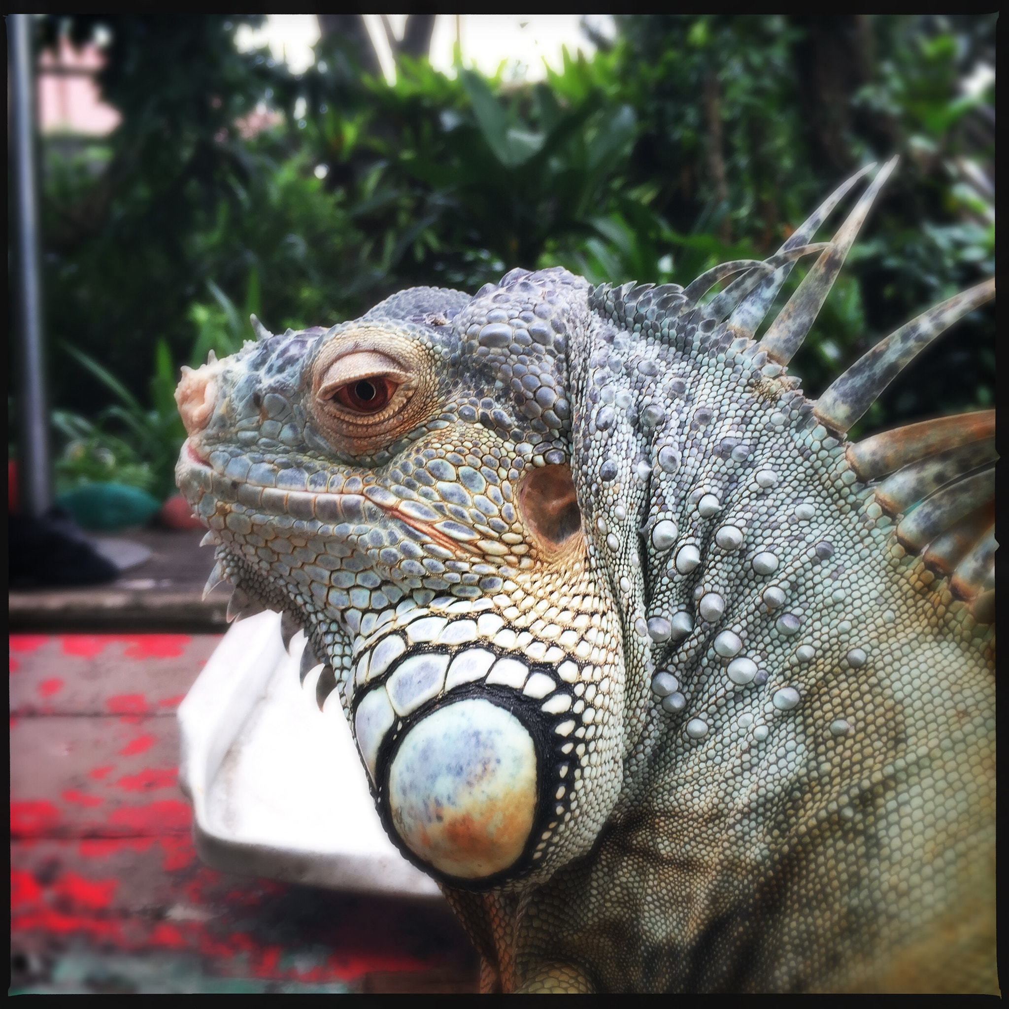 Hipstamatic 279 sample photo. Lizard photography