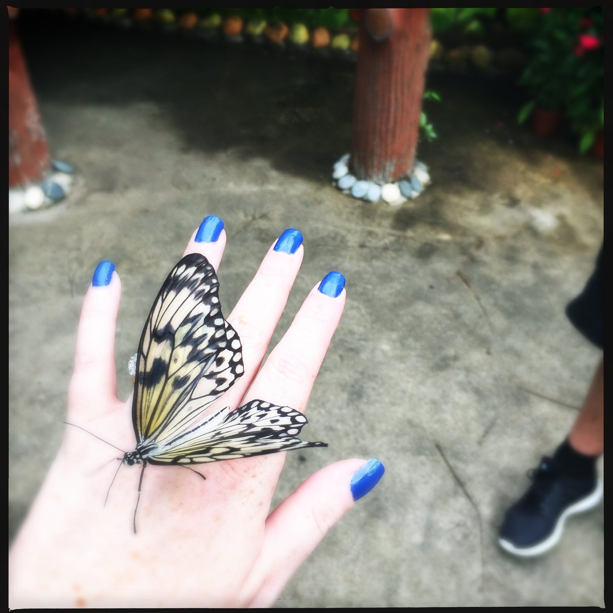 Hipstamatic 279 sample photo. Butterfly photography