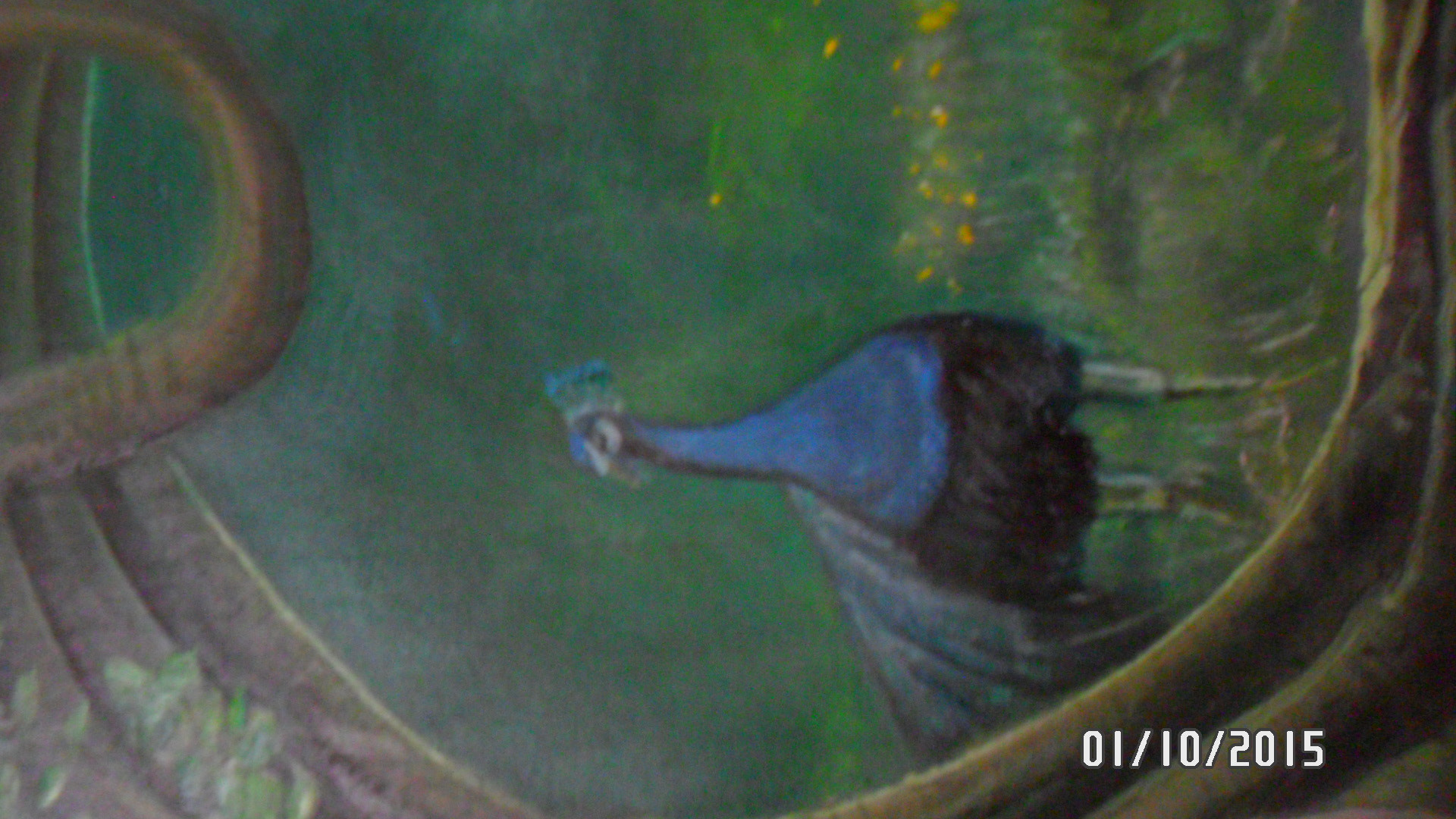 Samsung PL20,PL21 / VLUU PL20,PL21 sample photo. Sam_4497.jpg photography